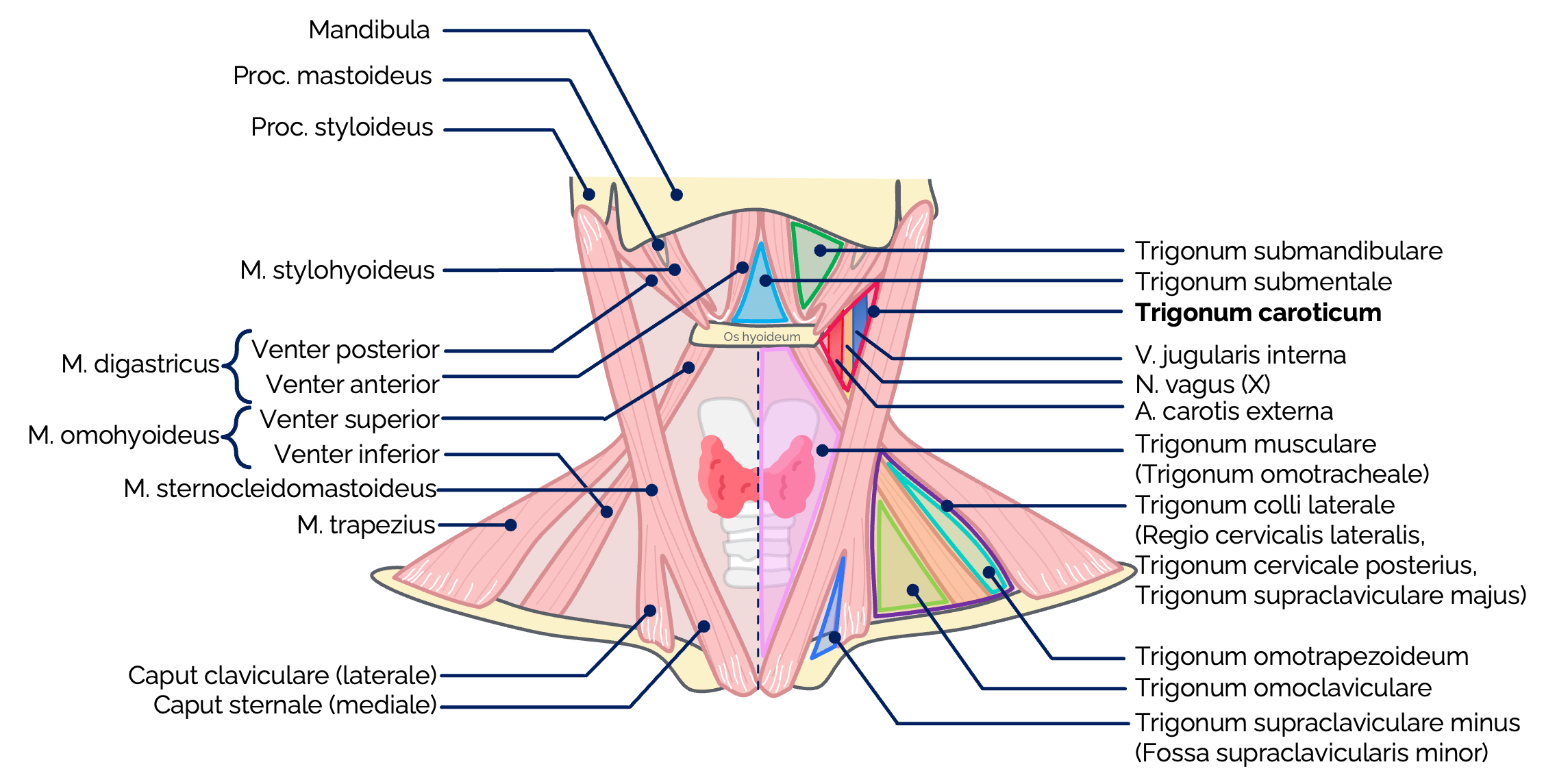 Halsdreiecke (Ansicht des Halses von ventral)