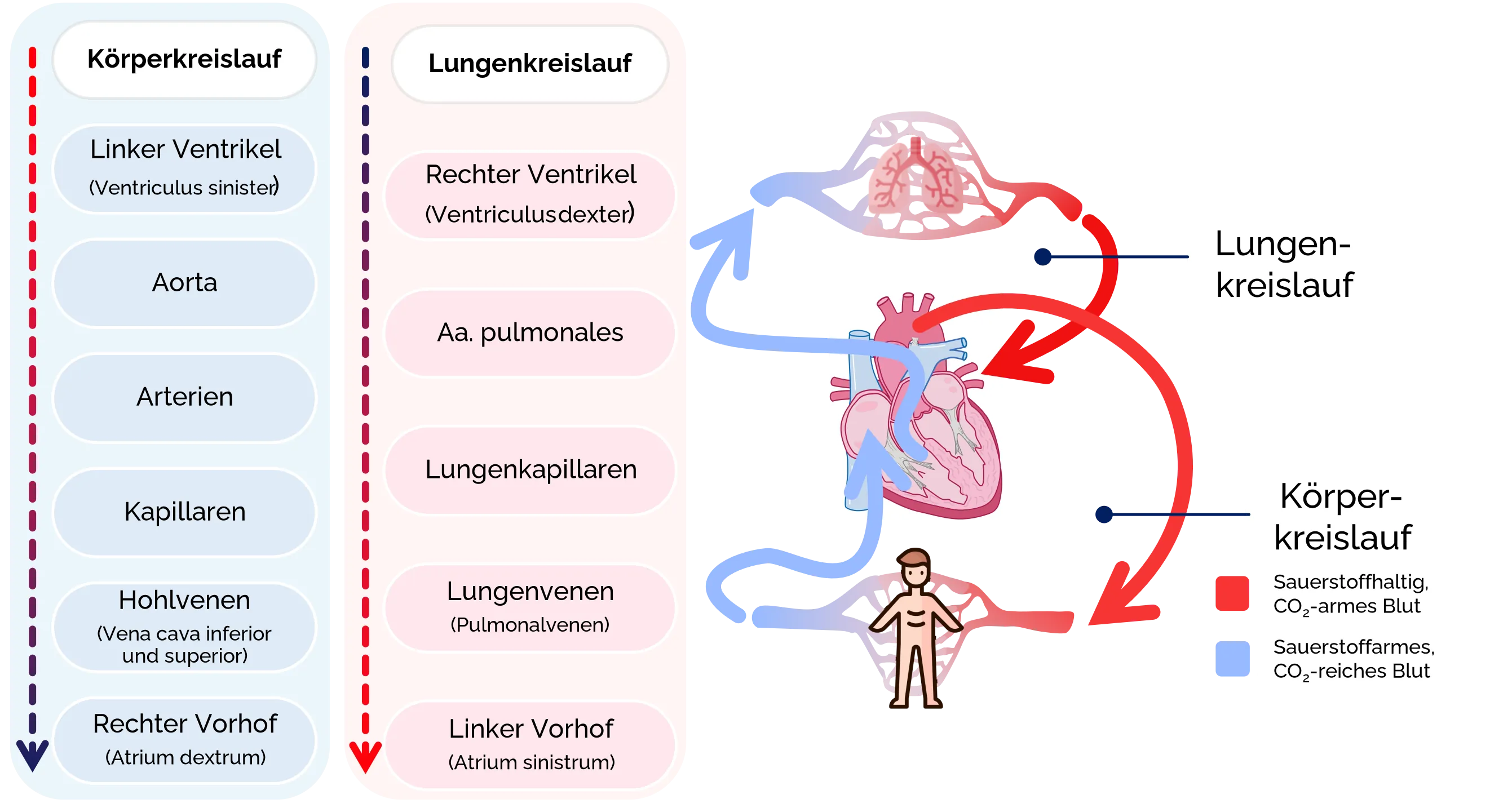 Aufbau des Herz-Kreislauf-Systems