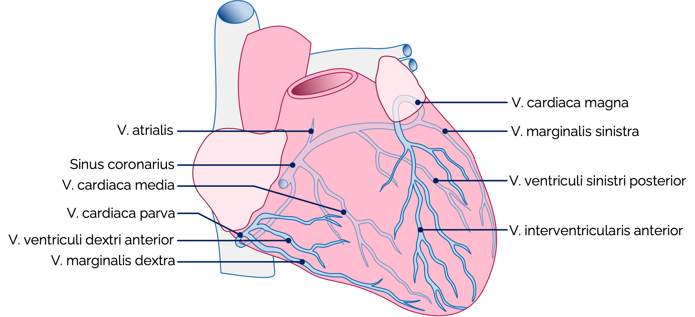 Herzvenen und Sinus coronarius