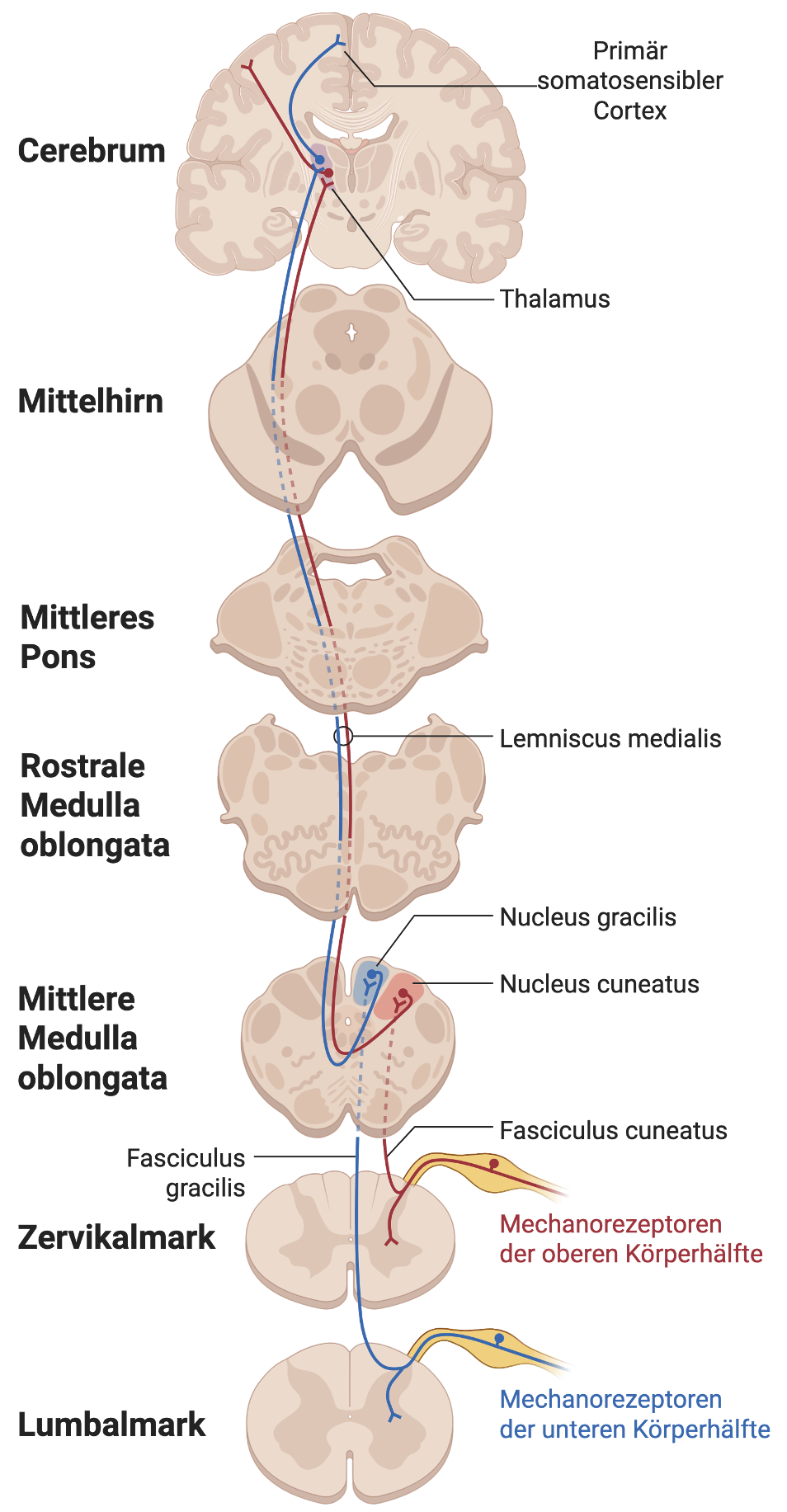 Hinterstrangbahnsystem (Fasciculus gracilis und Fasciculus cuneatus)