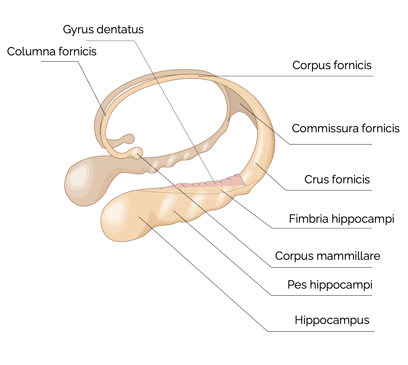 Hippocampus und Fornix