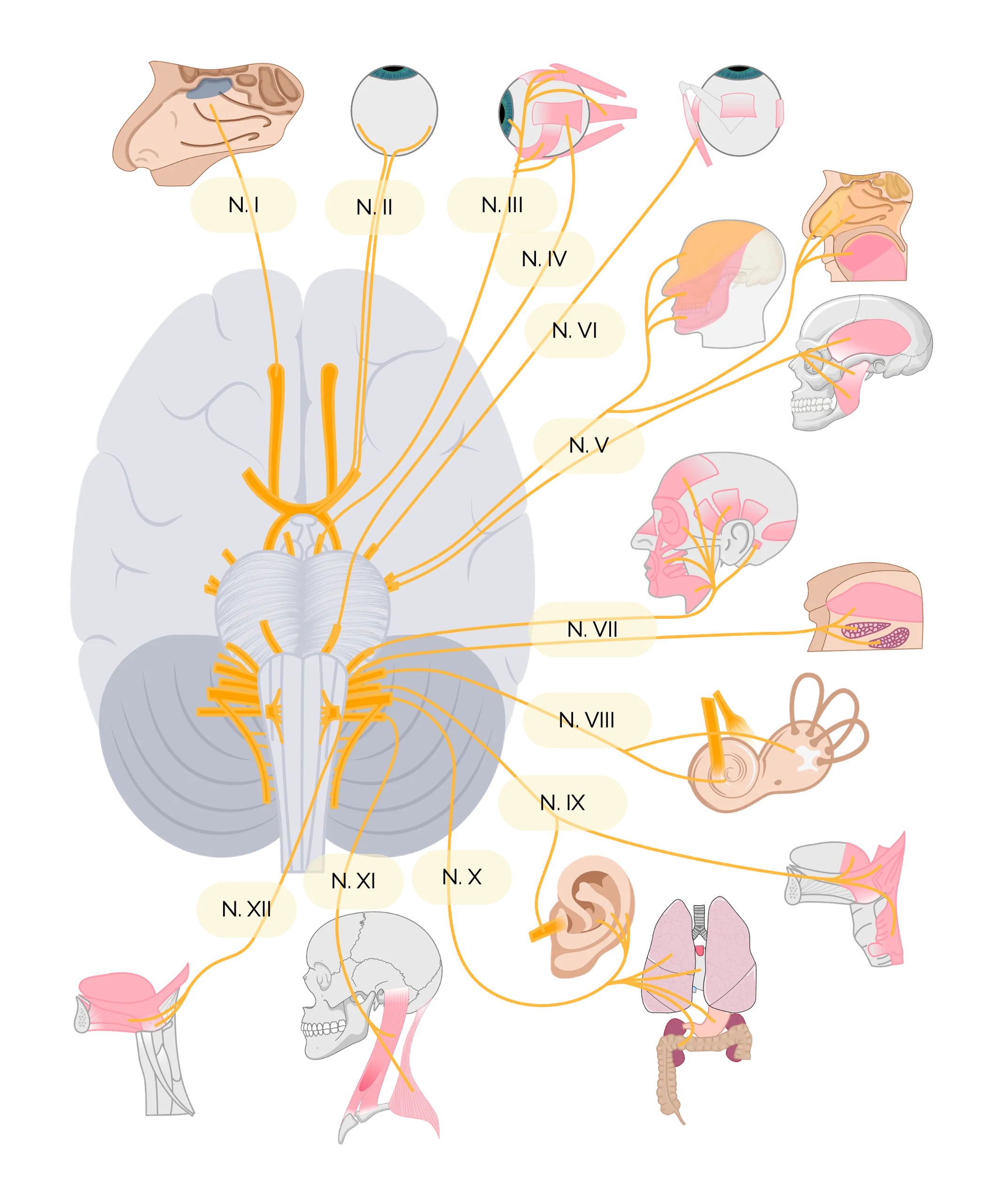 Hirnnerven (Nervi craniales)