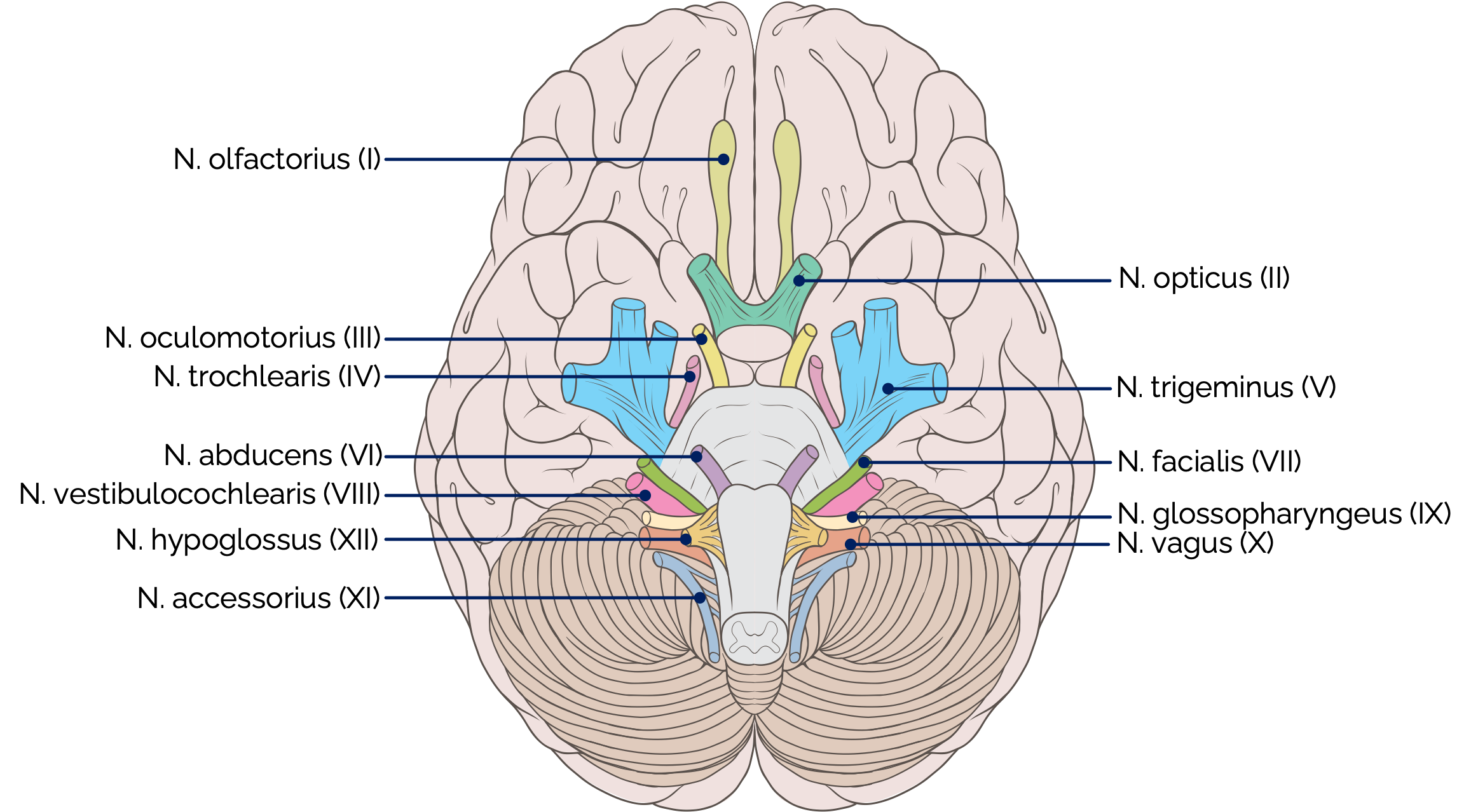 Hirnnerven (Ansicht von ventral)