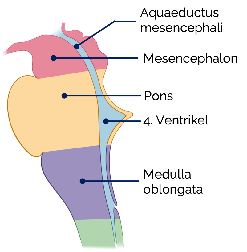 Hirnstamm (Mediansagittalschnitt)