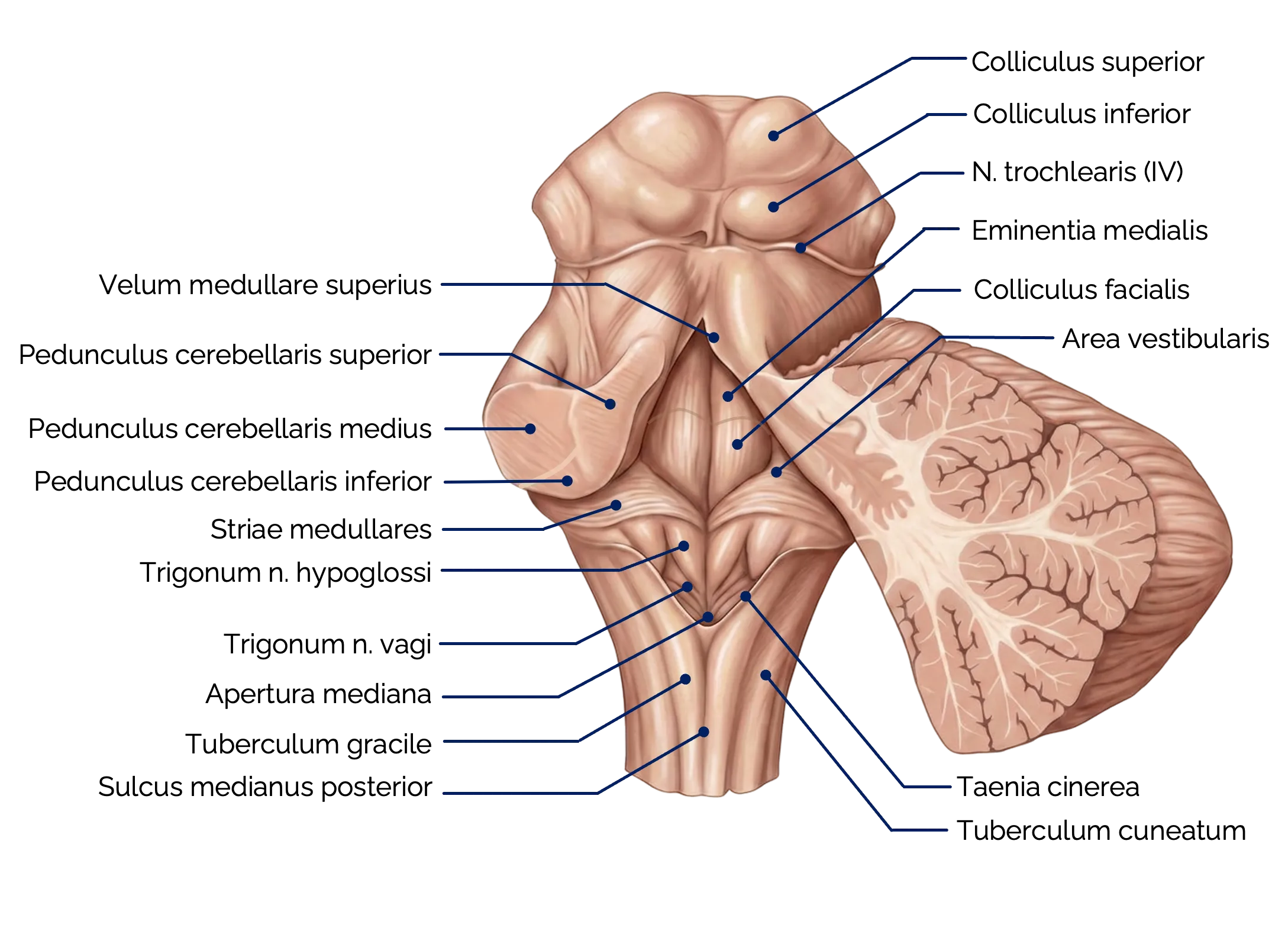 Medulla oblongata (Ansicht von hinten)