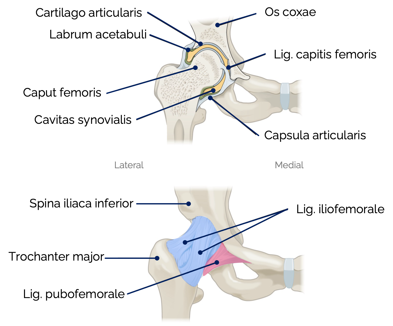 Hüftgelenk – Ansicht von ventral