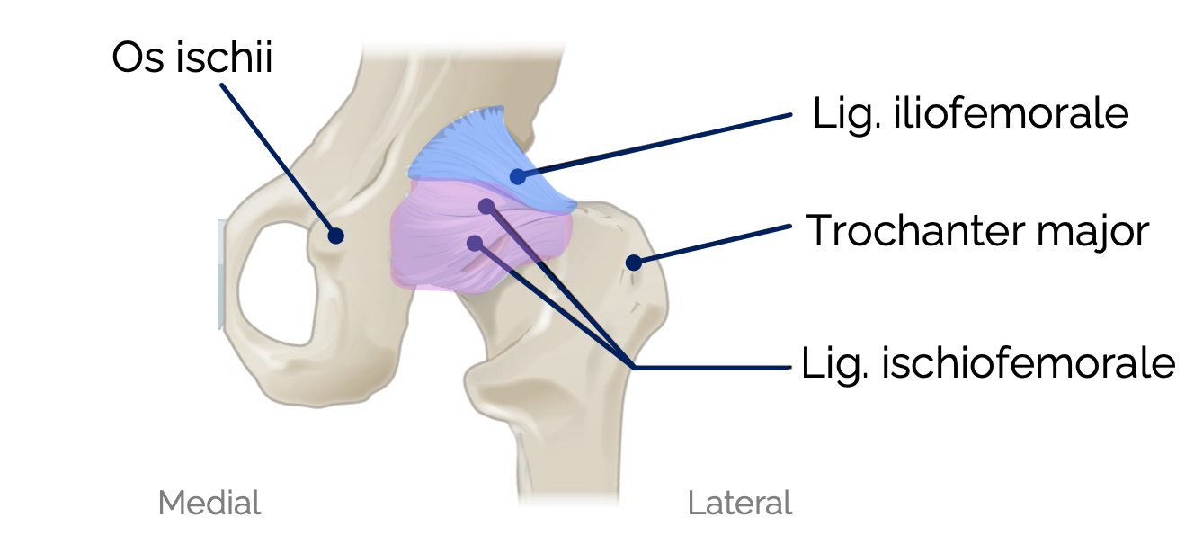 Bänder des Hüftgelenks – Ansicht von dorsal