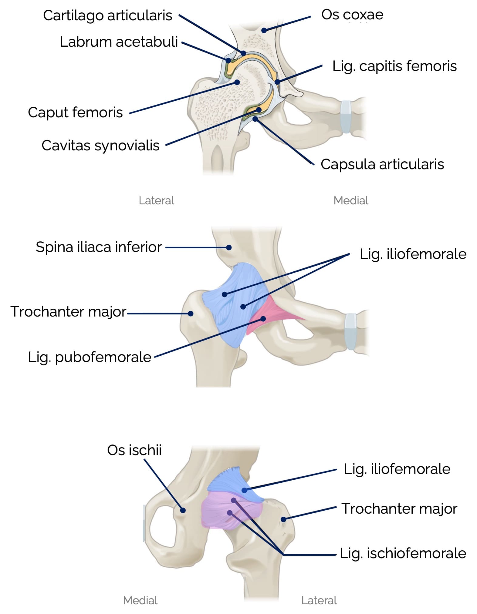 Hüftgelenk (Art. coxae)