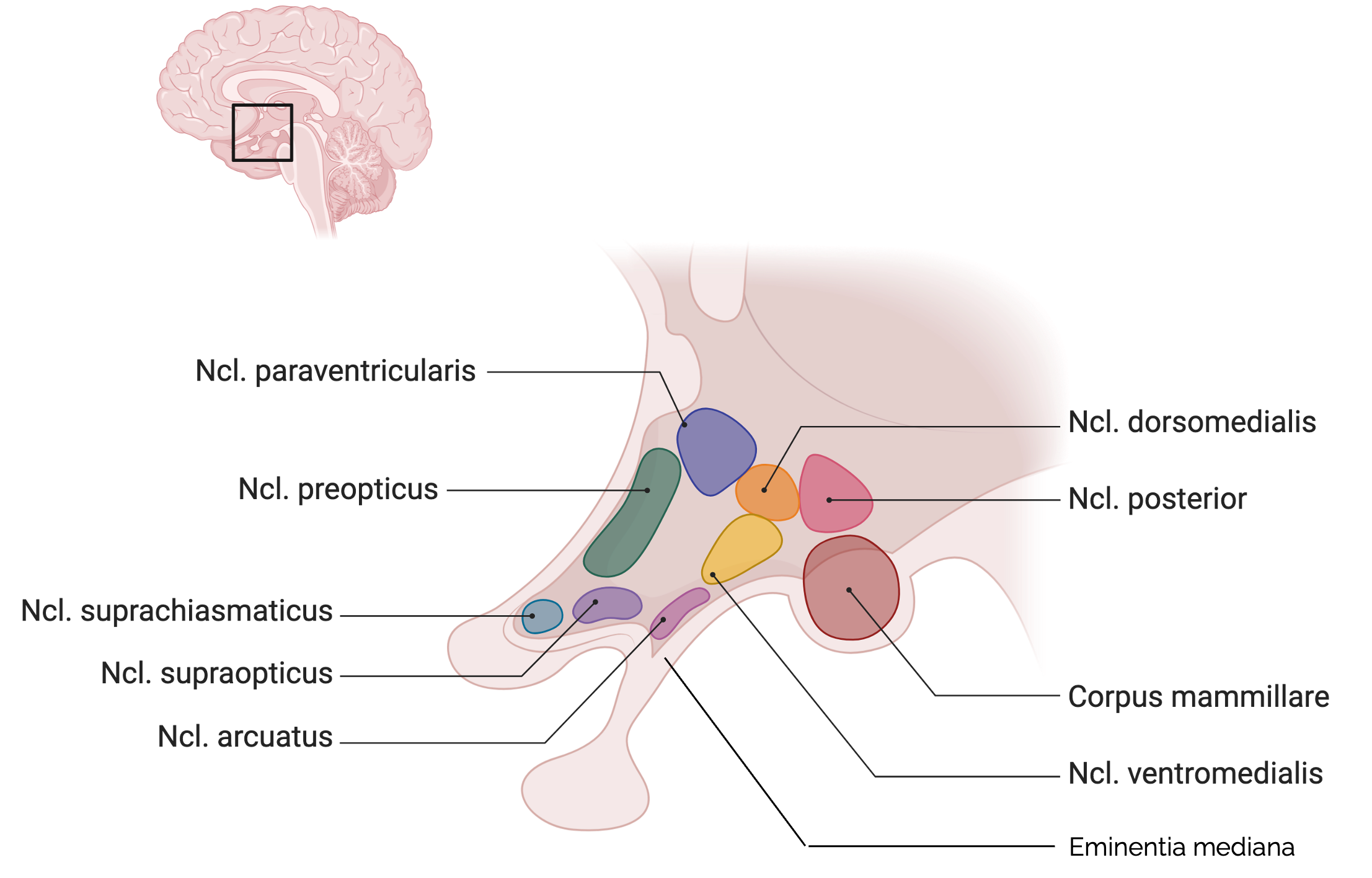 Kerngebiete des Hypothalamus