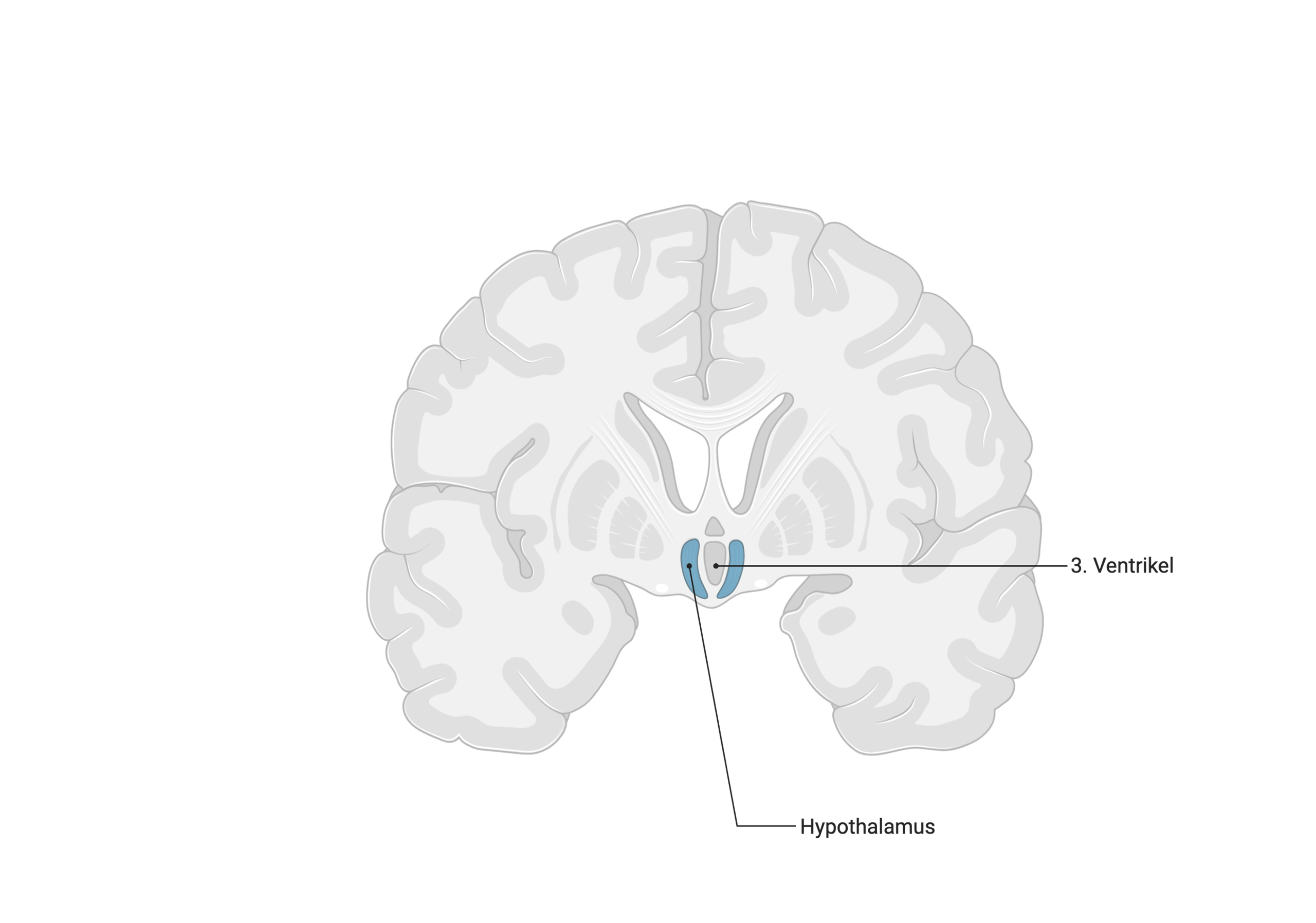 Hypothalamus (Frontalschnitt)