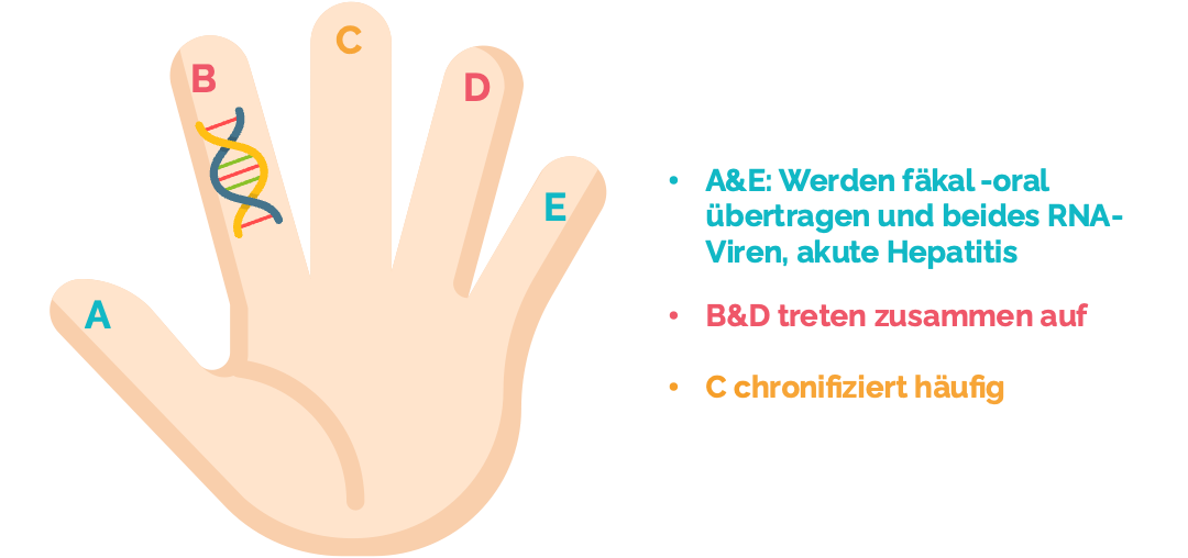 Merkhilfe virale Hepatitiden