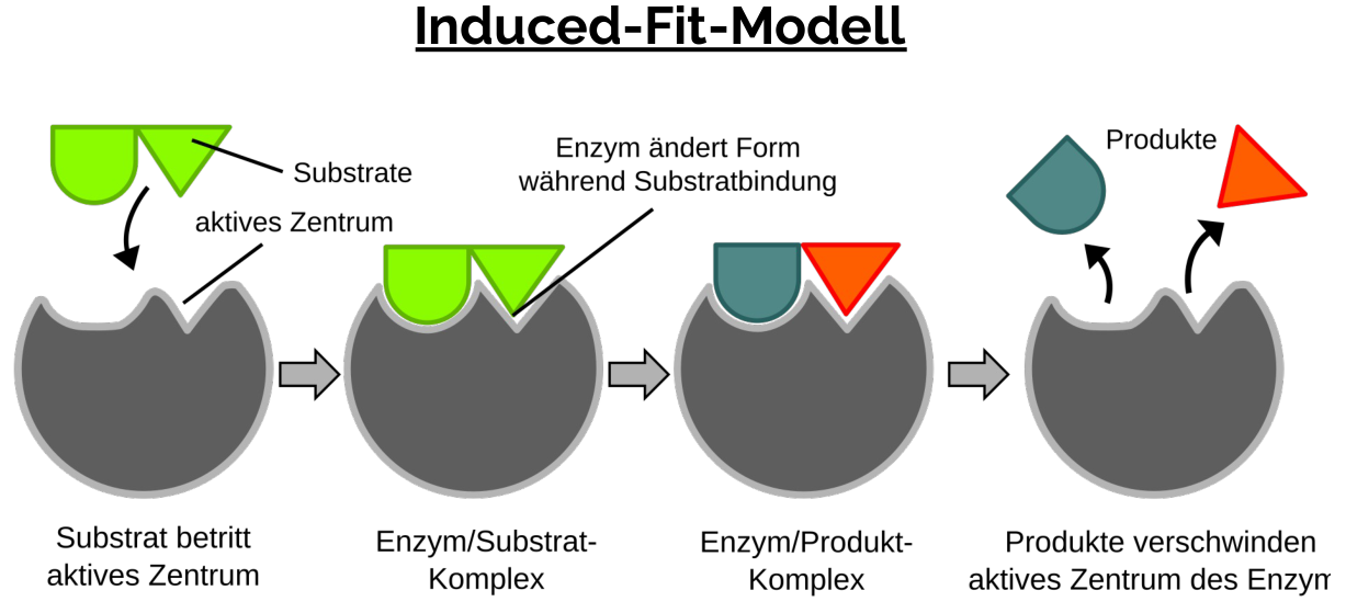 Induced-Fit-Modell