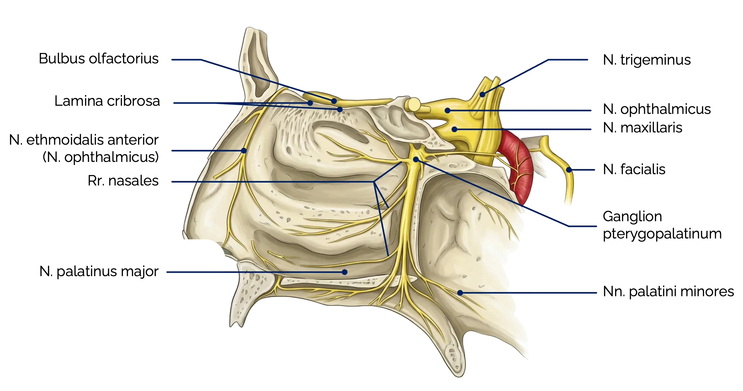 Innervation der Nasenhöhle (Ansicht von links)