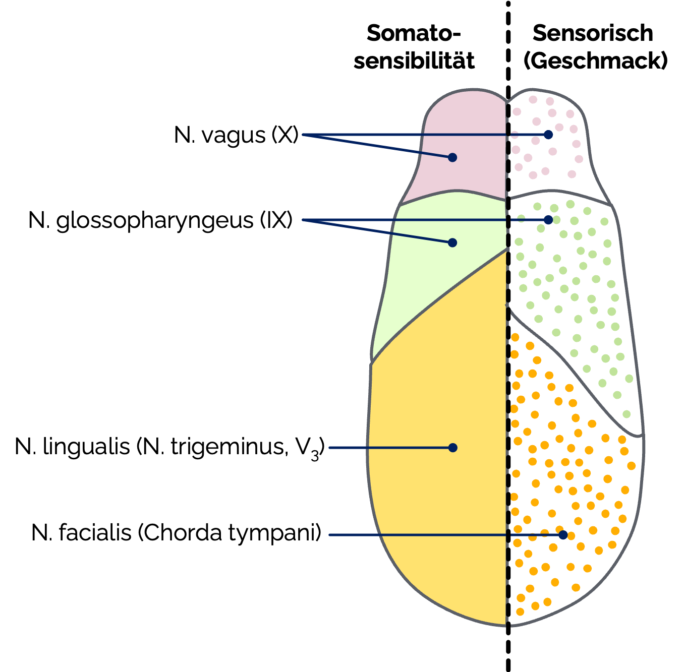 Innervation der Zunge (Ansicht von der Zungenoberseite)