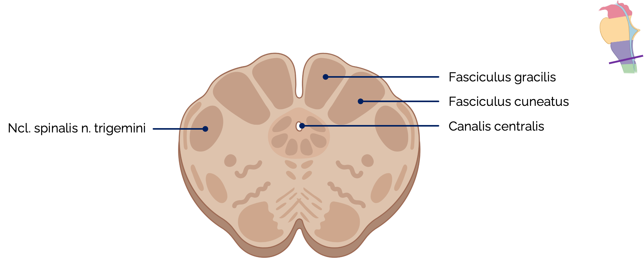 Querschnitt durch die Medulla oblongata (kaudale Medulla oblongata)