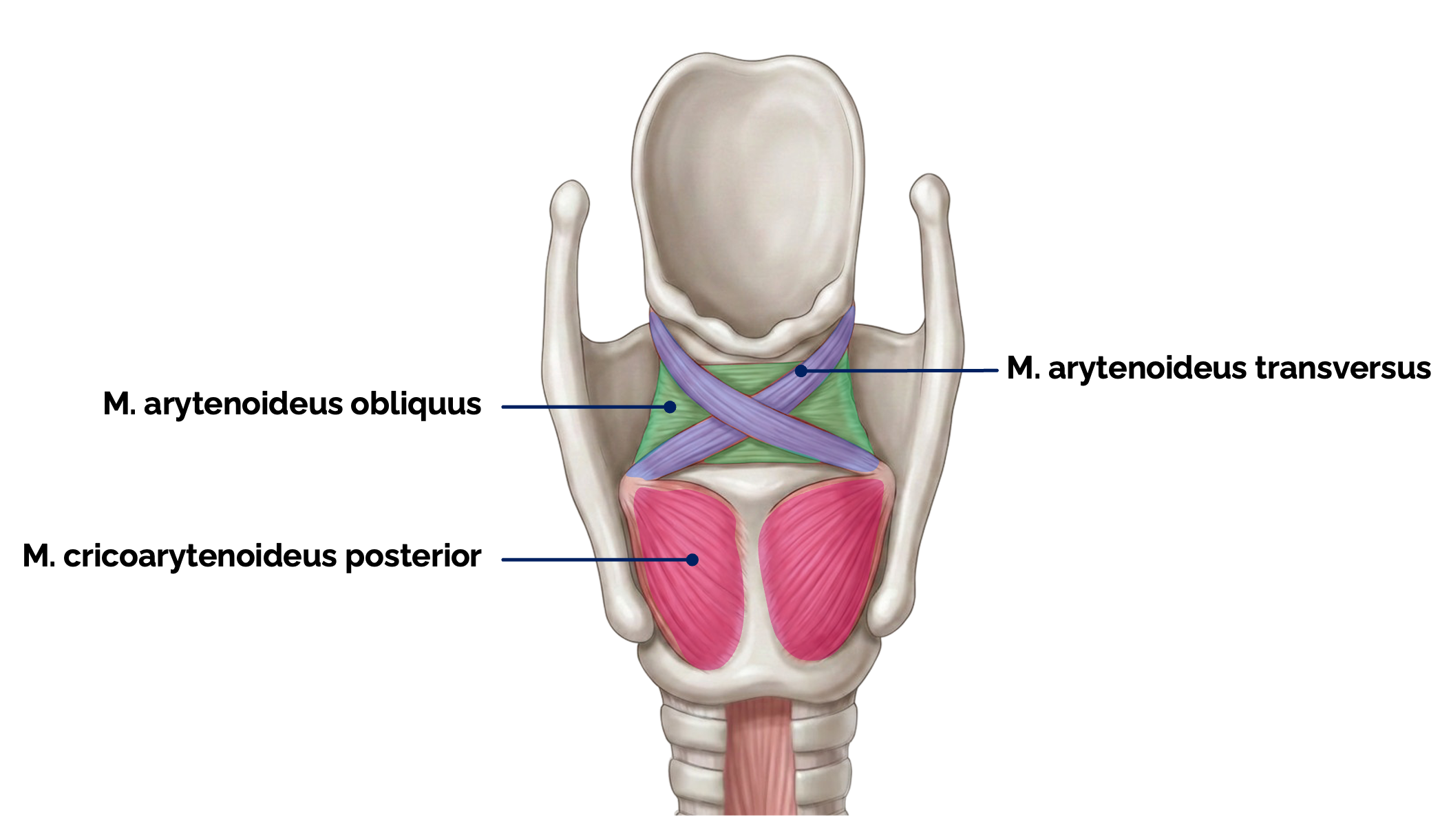 Kehlkopfmuskeln (Ansicht von dorsal)