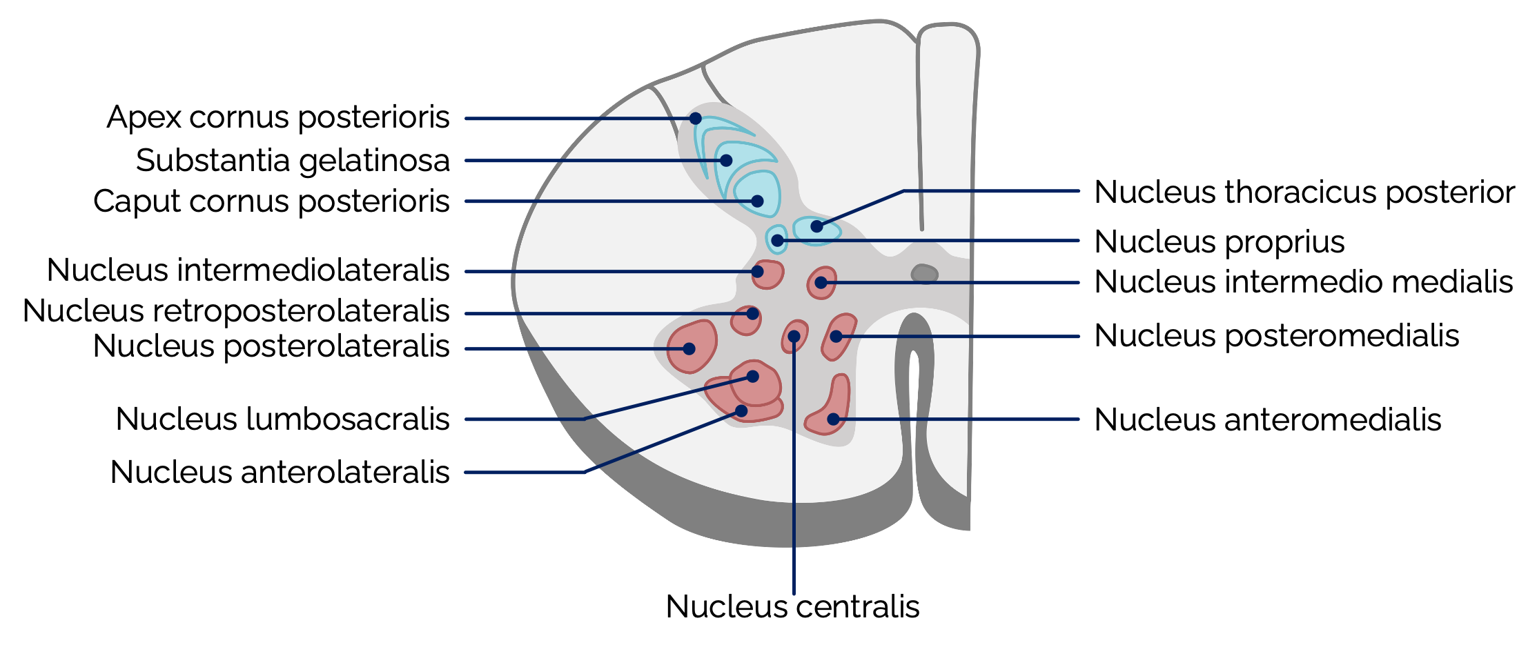 Graue Substanz des Rückenmarks in Kerngebiete eingeteilt (Lumbalmark)