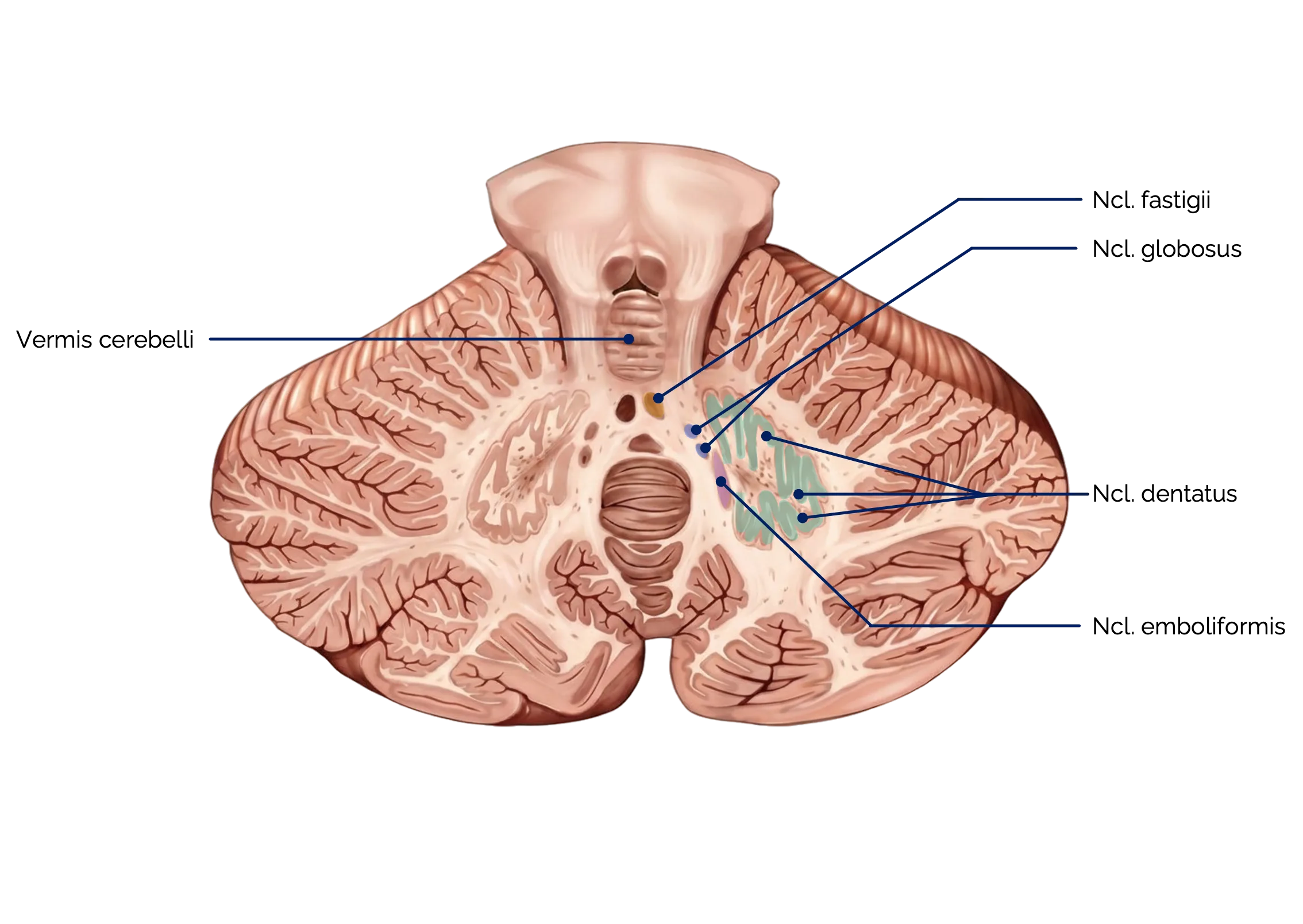 Querschnitt durch das Kleinhirn (Ansicht von dorsal)