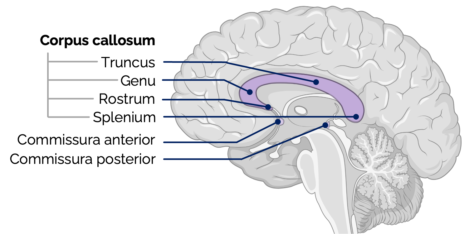Kommissurenfasern (Ansicht von medial)