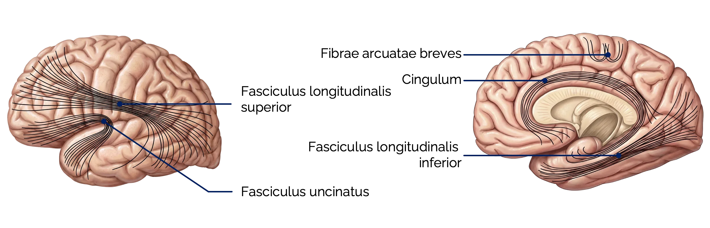 Assoziationsfasern