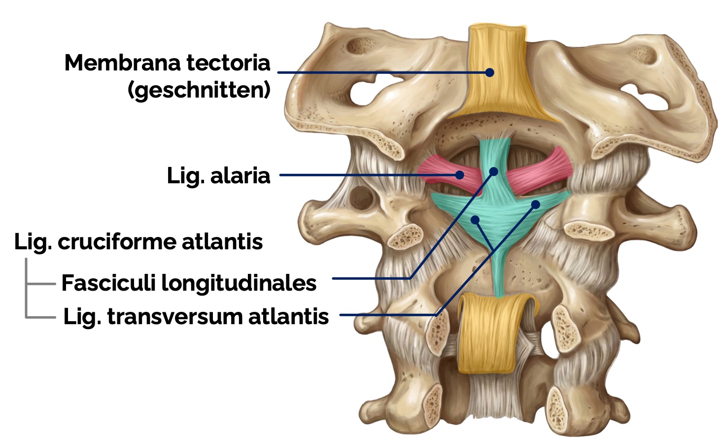 Atlantoaxialgelenk (Art. atlantoaxialis)