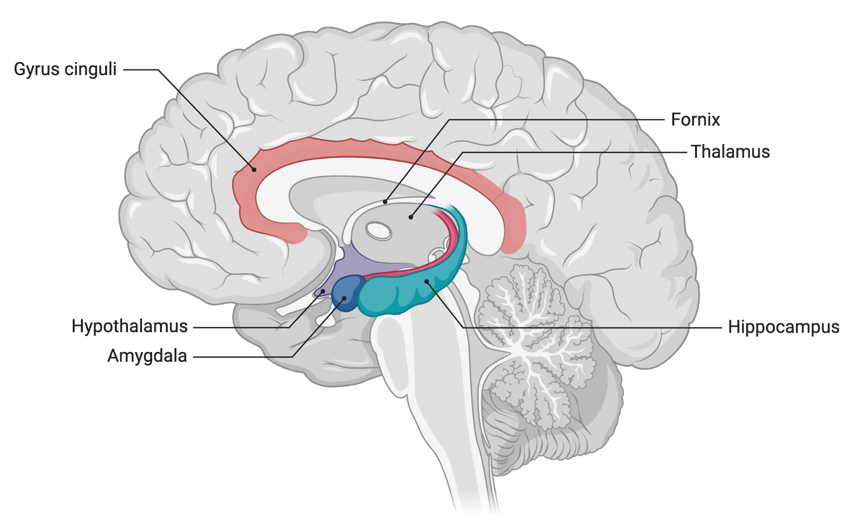 Limbisches System (Ansicht von medial)