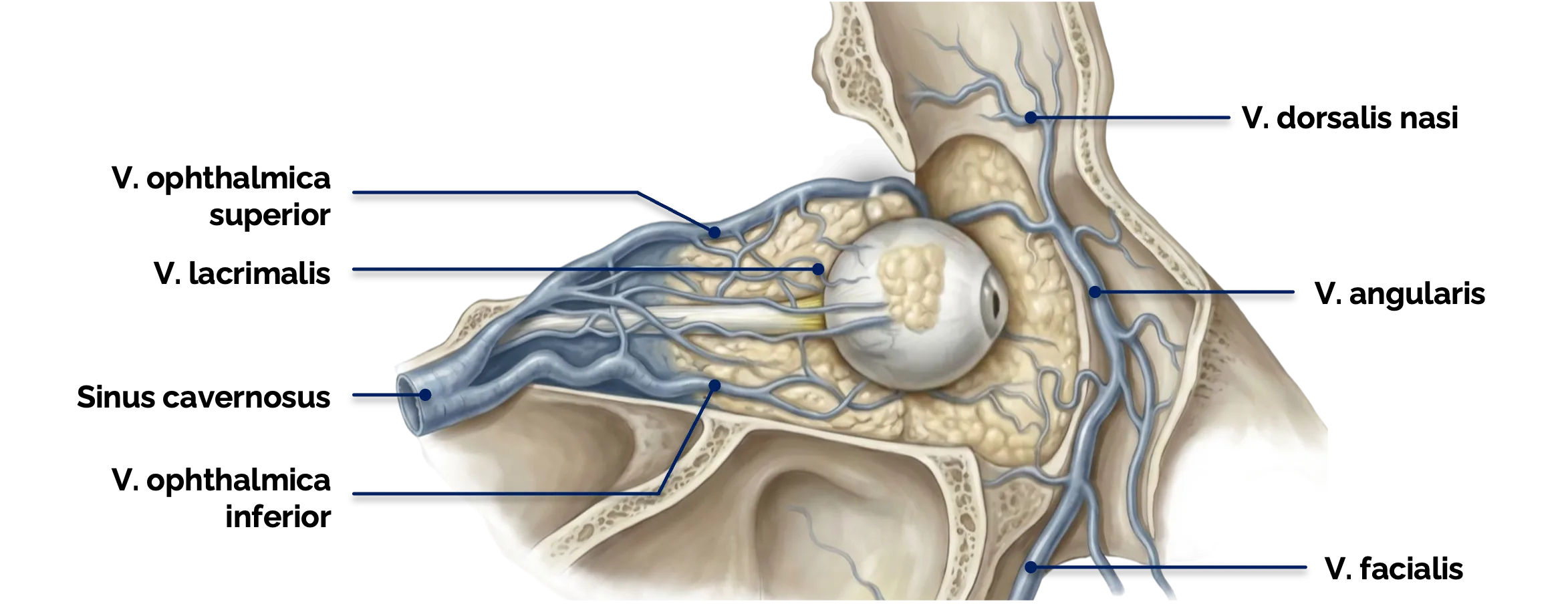 Vv. ophthalmicae