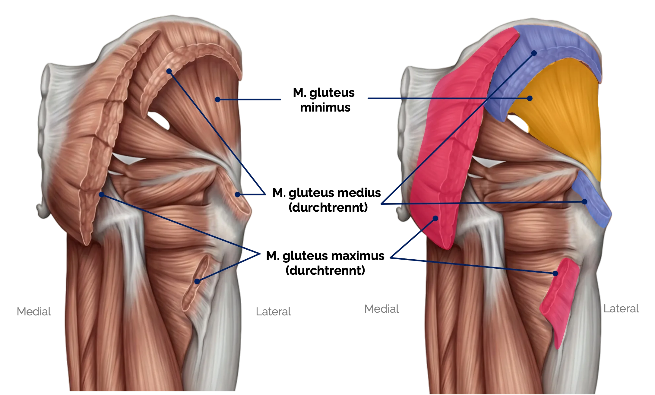 M. gluteus maximus, M. gluteus medius und M. gluteus minimus