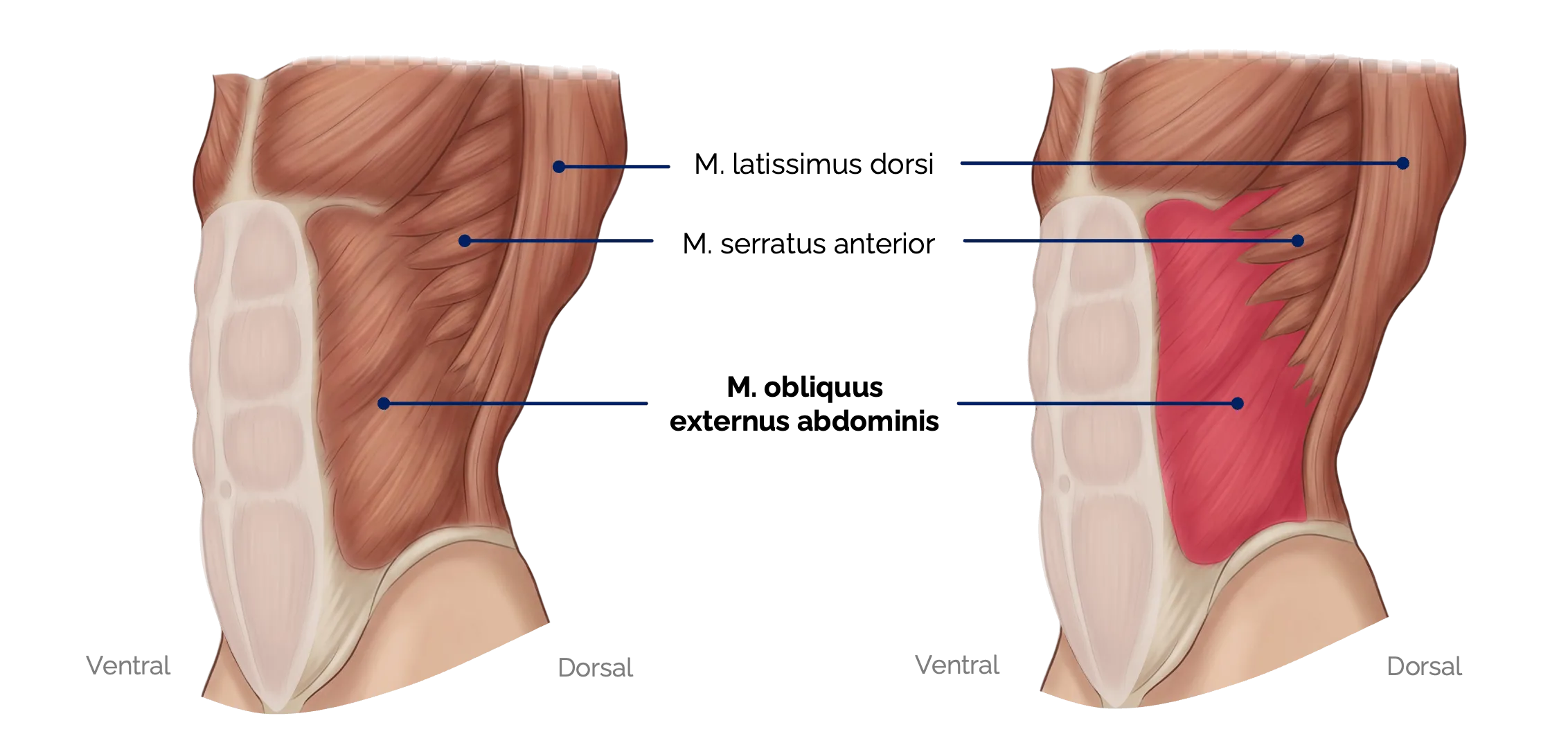 M. obliquus externus abdominis