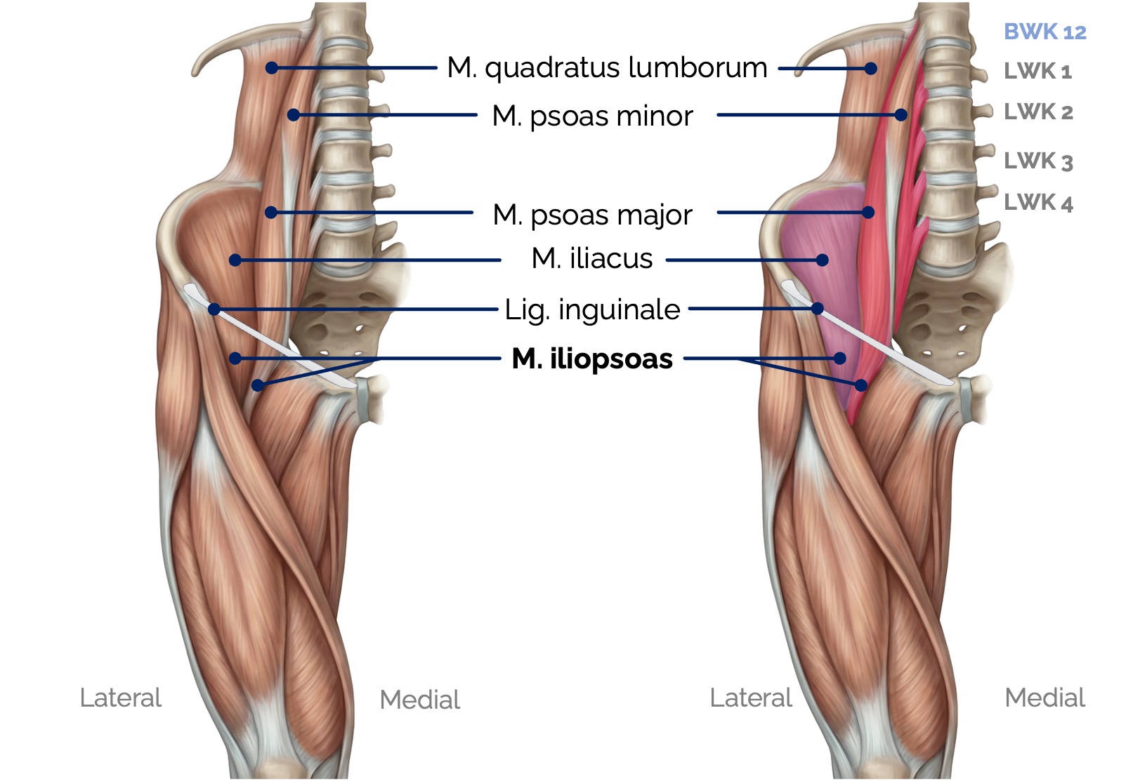 M. psoas major und M. iliacus