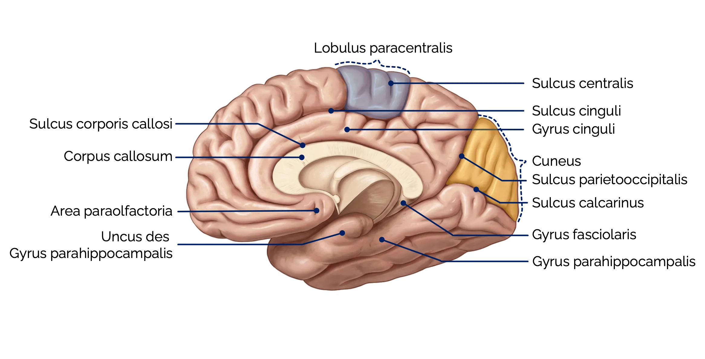 Sulci und Gyri des Großhirns (Ansicht von medial)