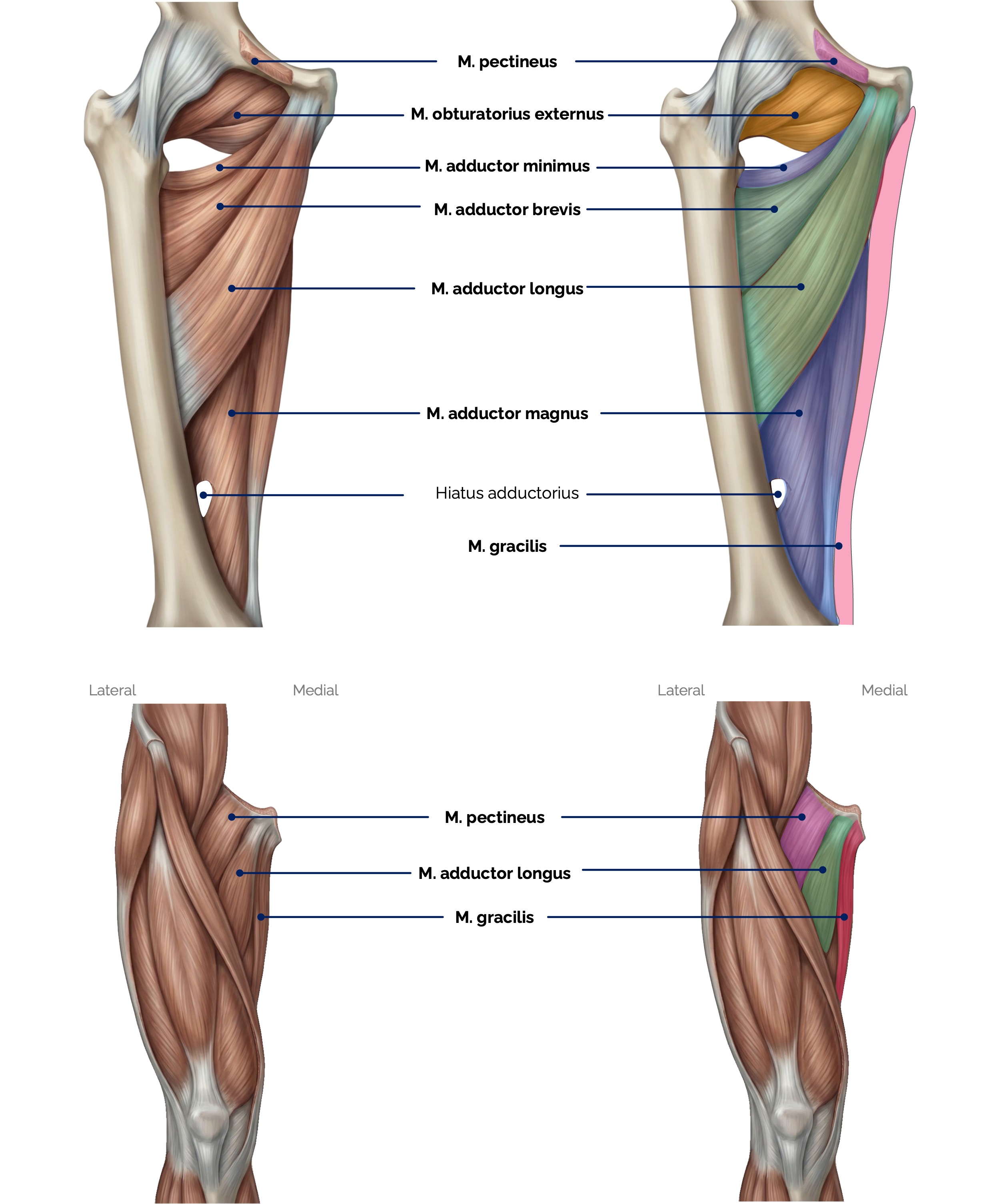 Mediale Oberschenkelmuskeln