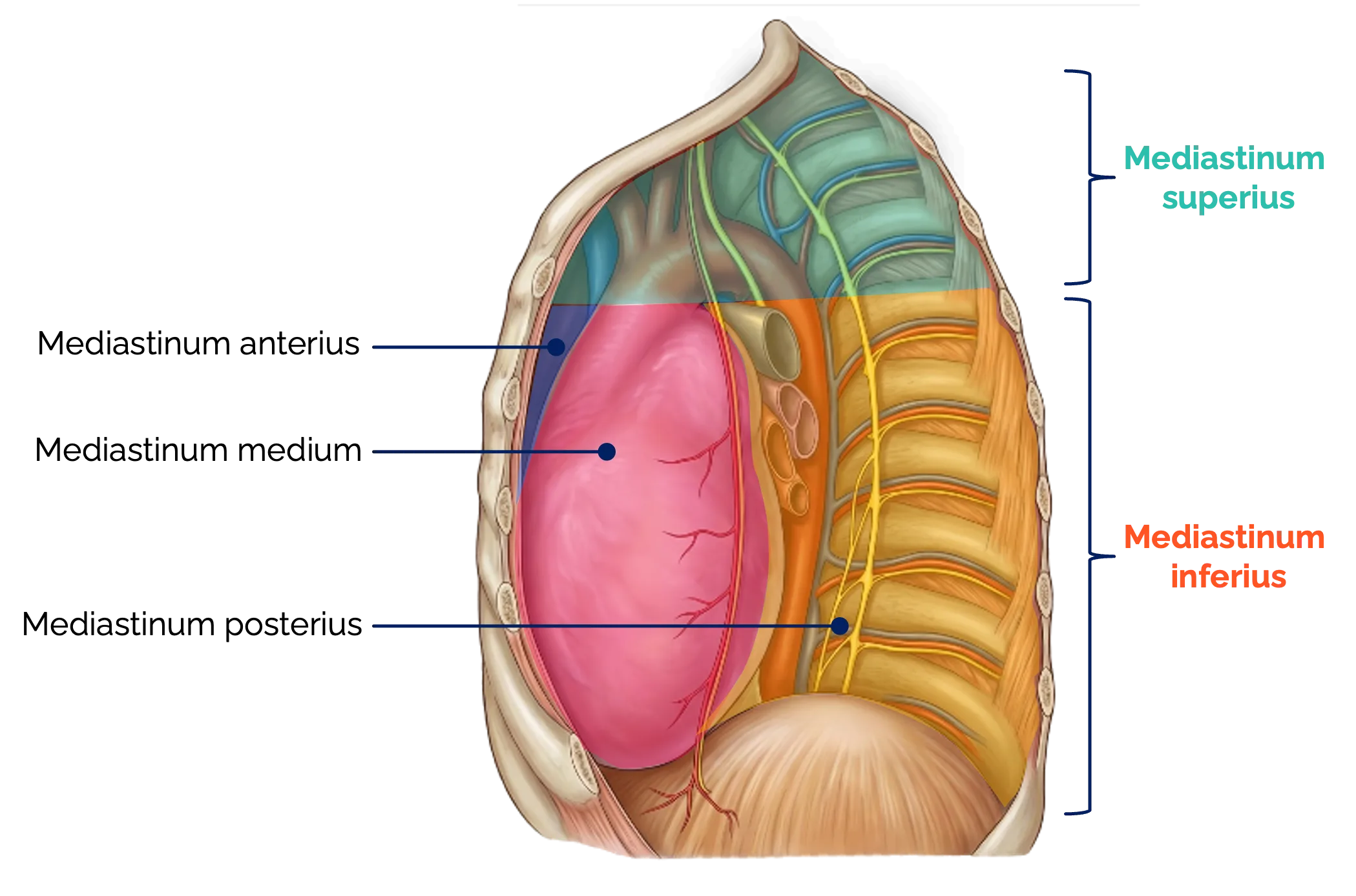 Mediastinum