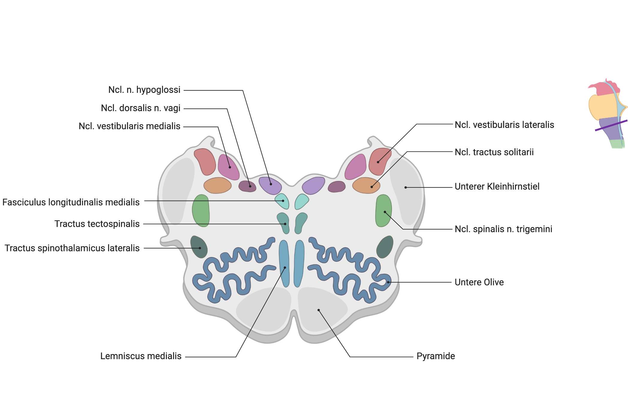 Medulla oblongata – Querschnitt
