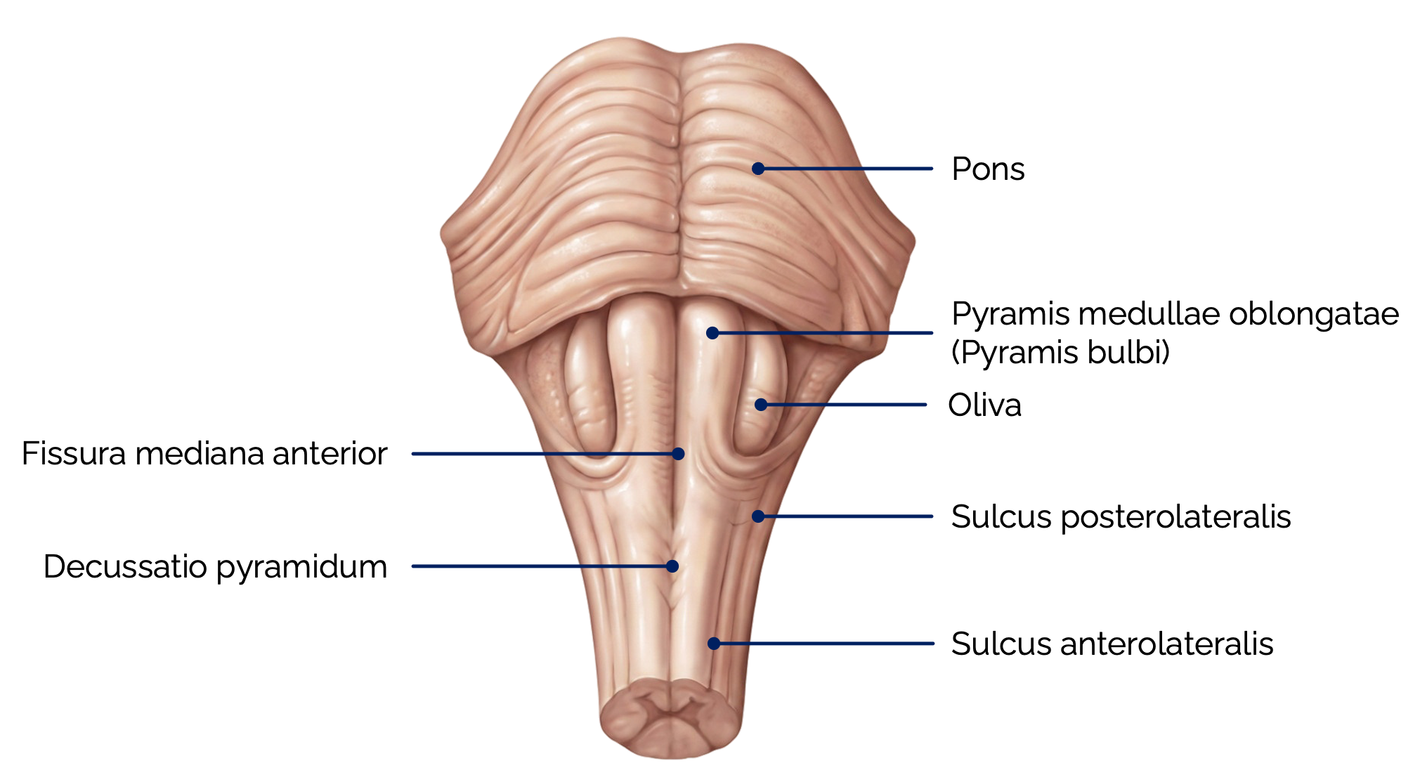 Medulla oblongata (Ansicht von vorne)