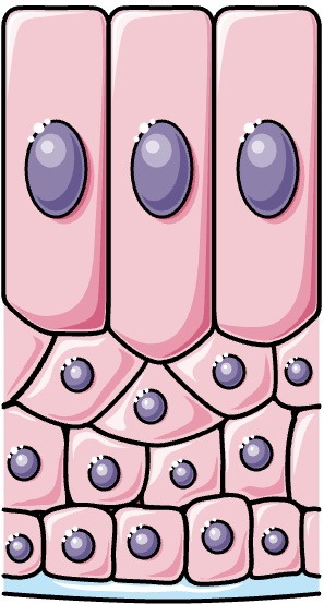 Mehrschichtige hochprismatische Epithelien