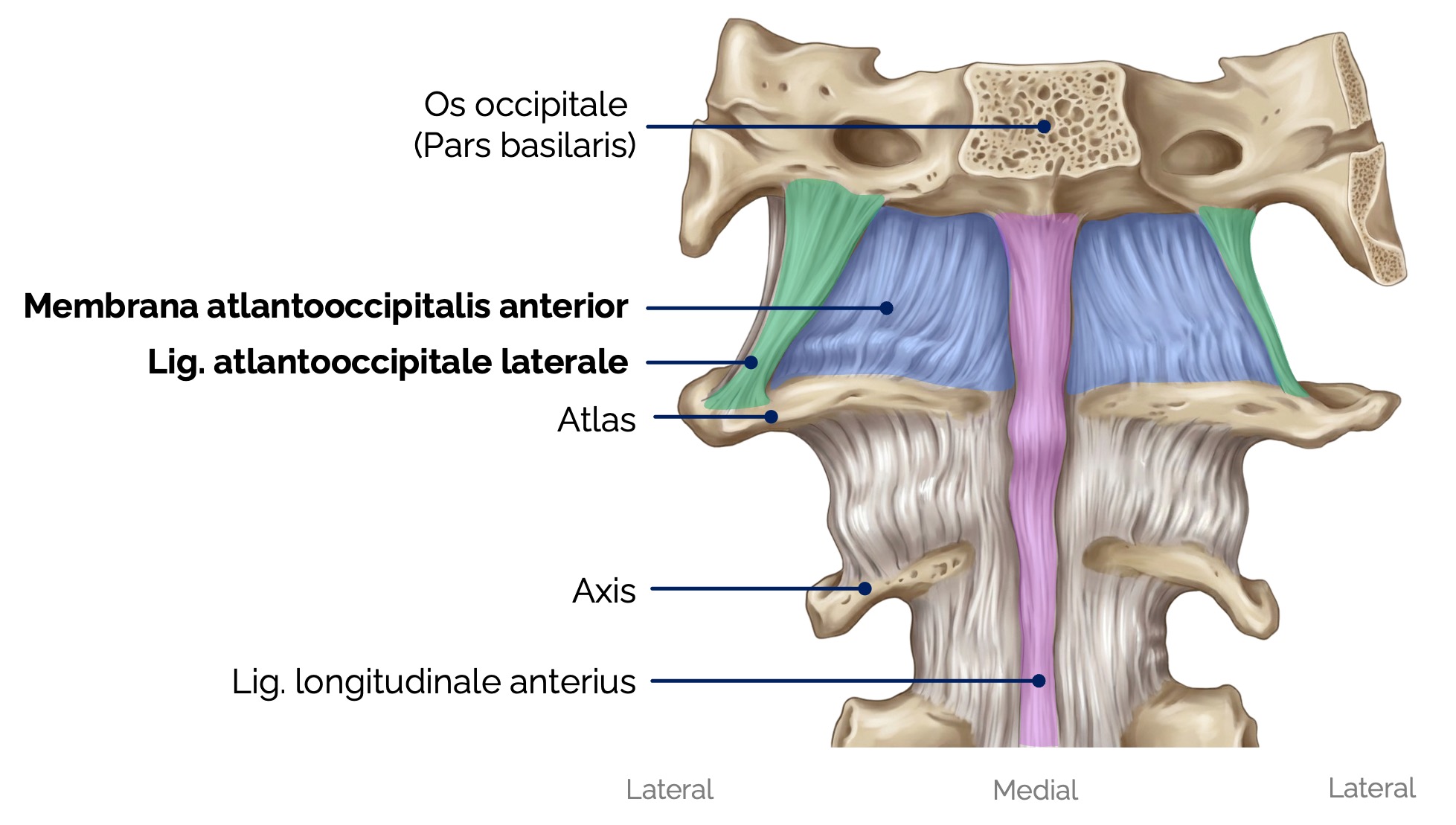 Membrana atlantooccipitalis anterior und posterior  und Lig. atlantooccipitale laterale