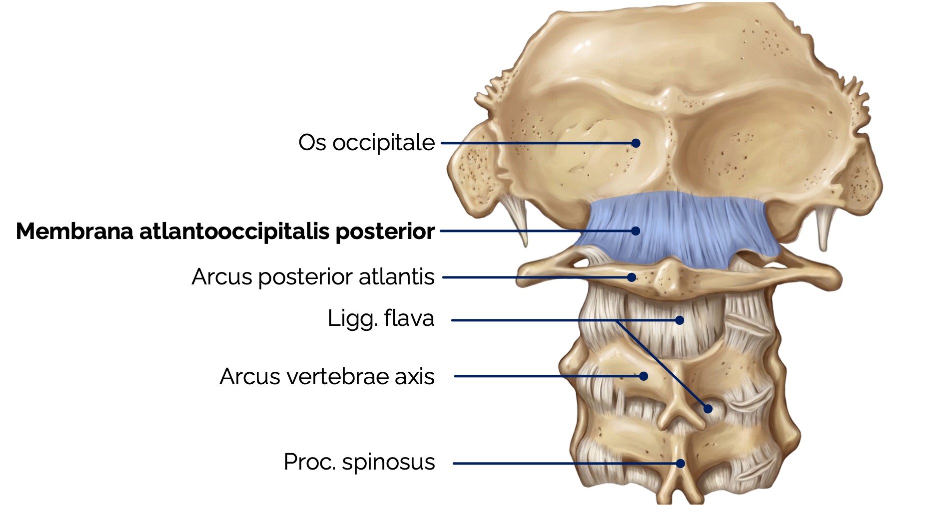 Membrana atlantooccipitalis posterior