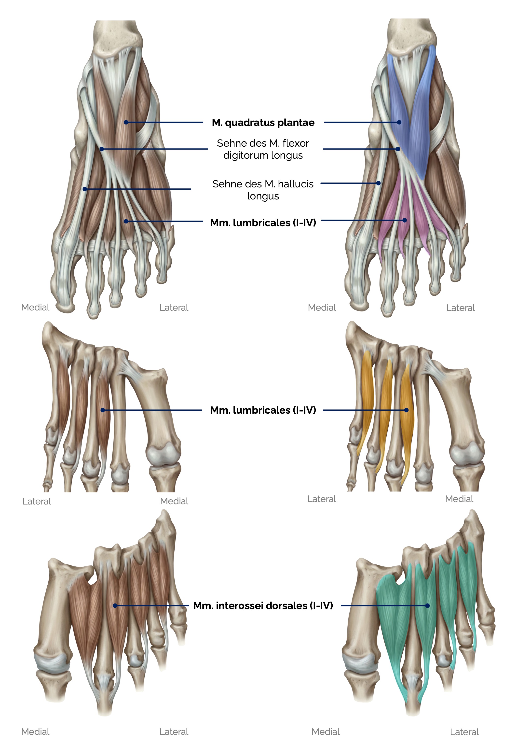 Plantare Fußmuskulatur (Mittelloge)