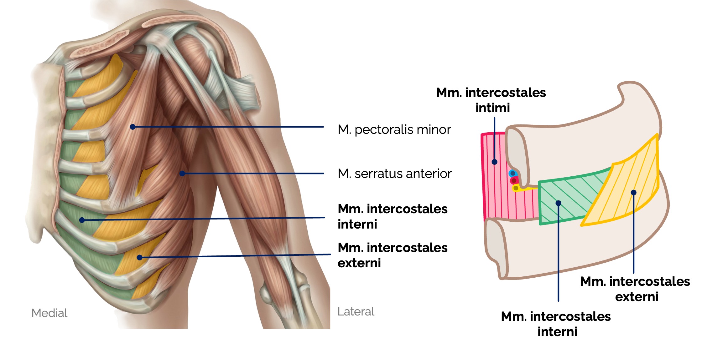 Interkostalmuskulatur