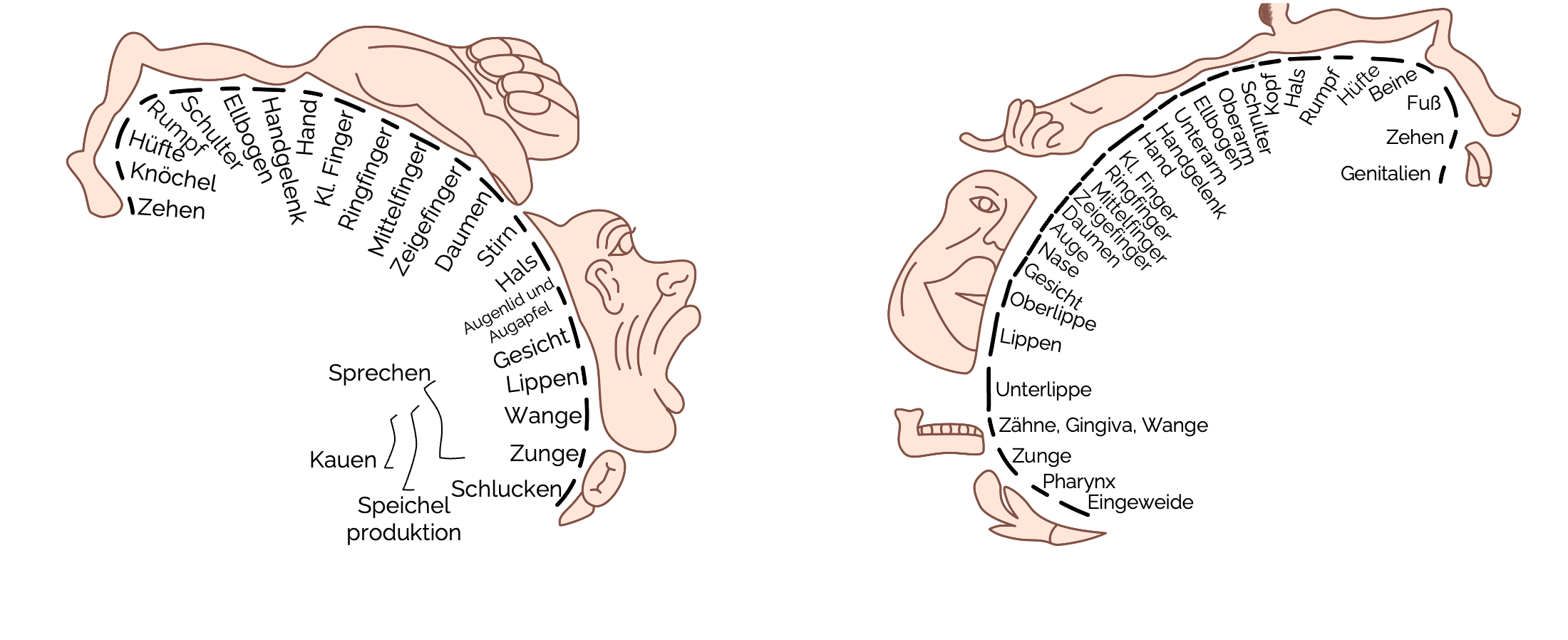 Motorischer (links) und sensorischer (rechts) Homunculus