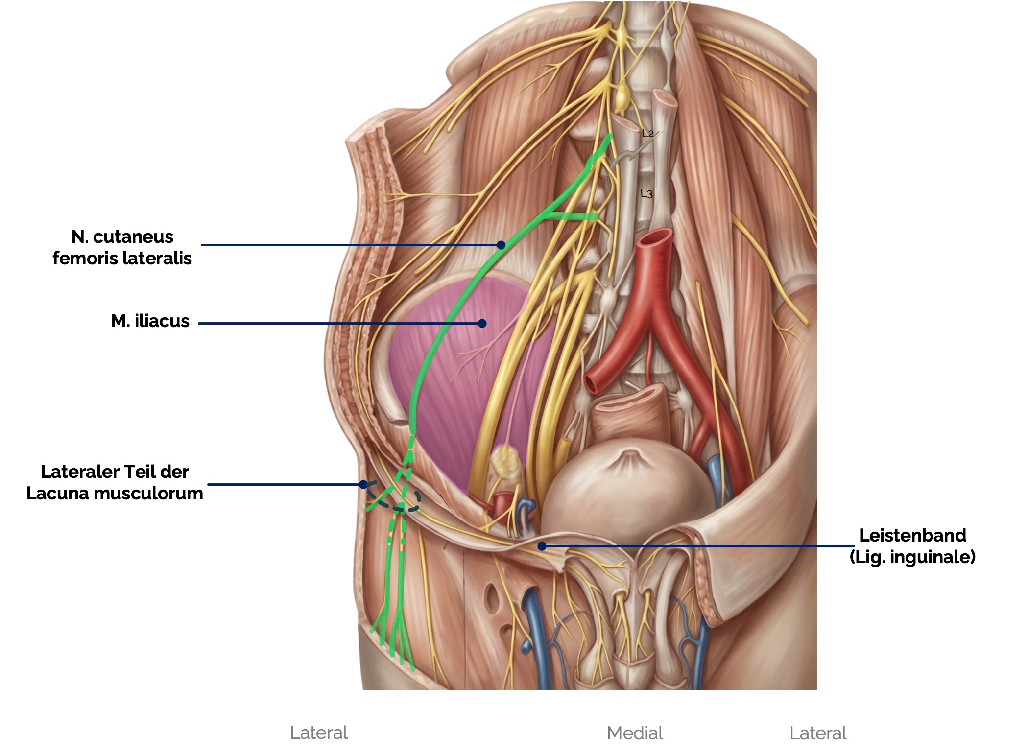 N. cutaneus femoris lateralis