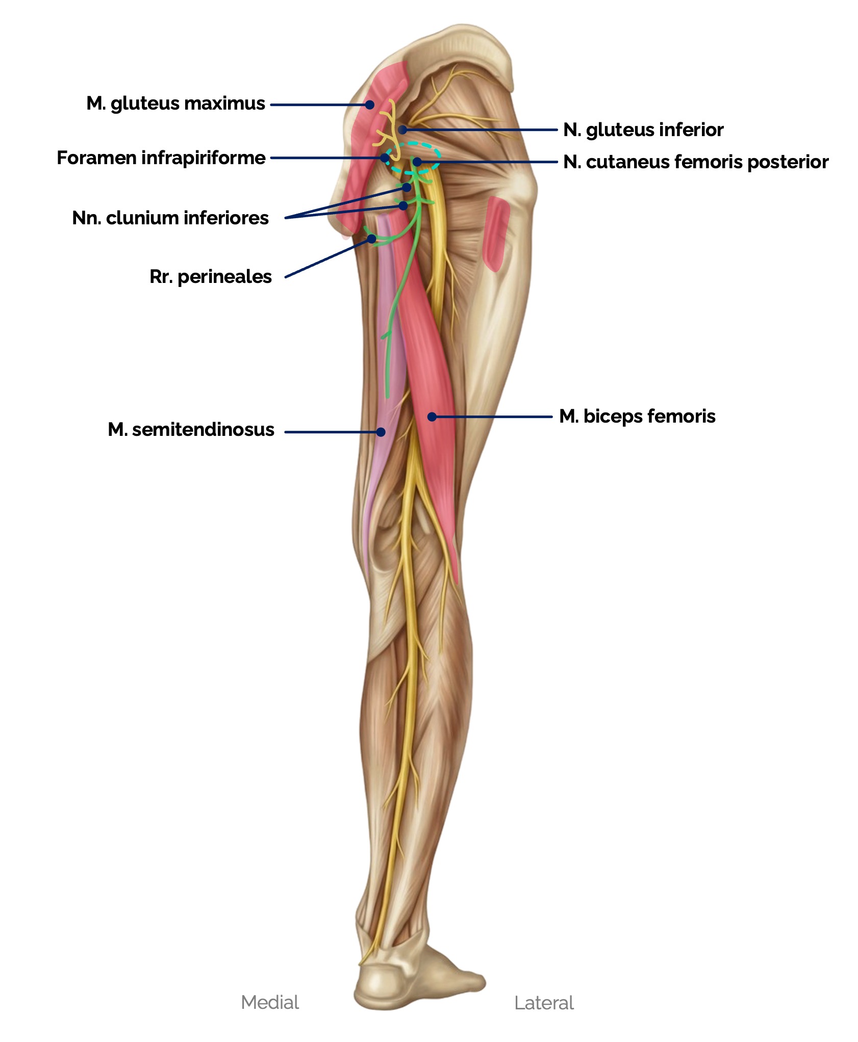 N. cutaneus femoris posterior