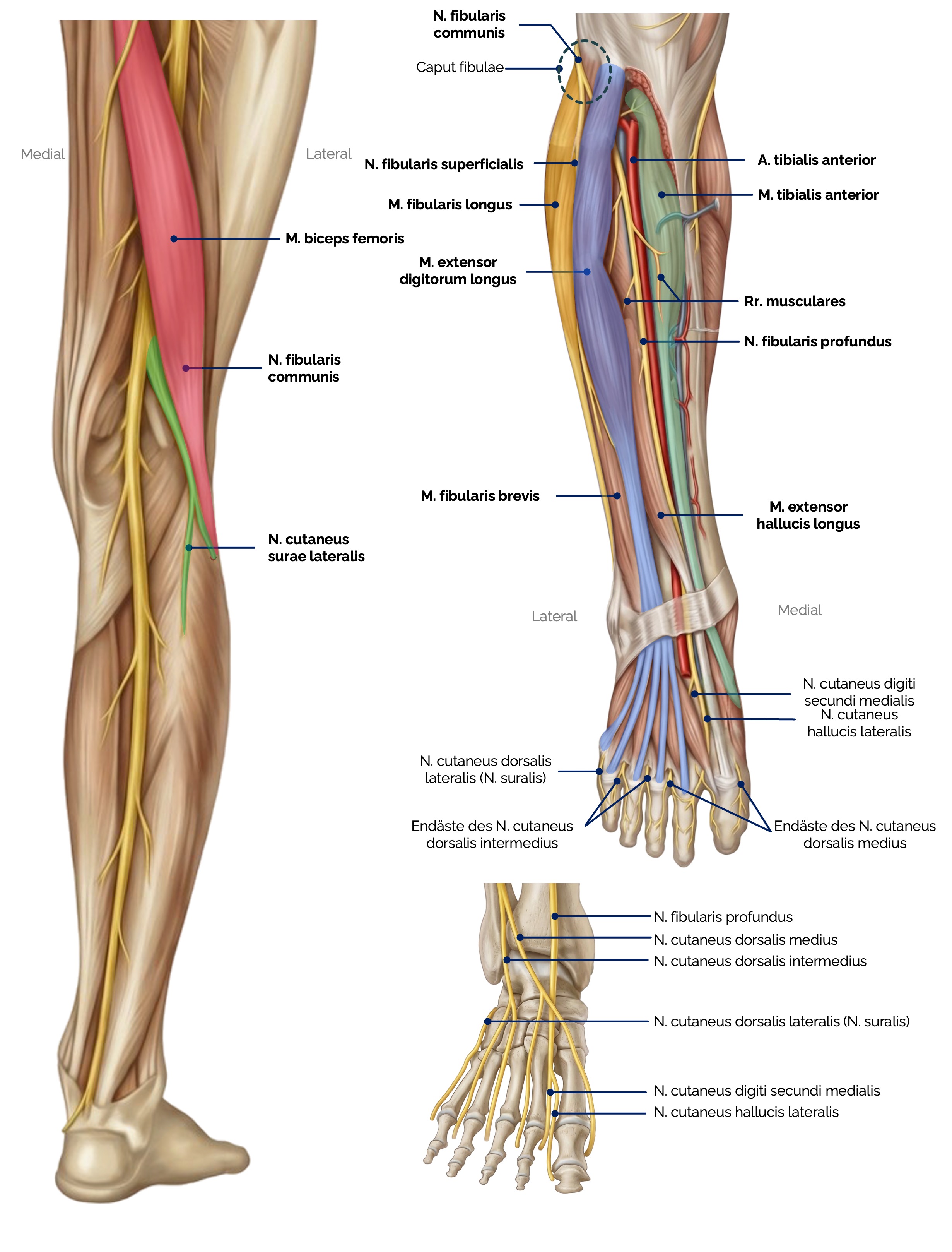 N. fibularis communis