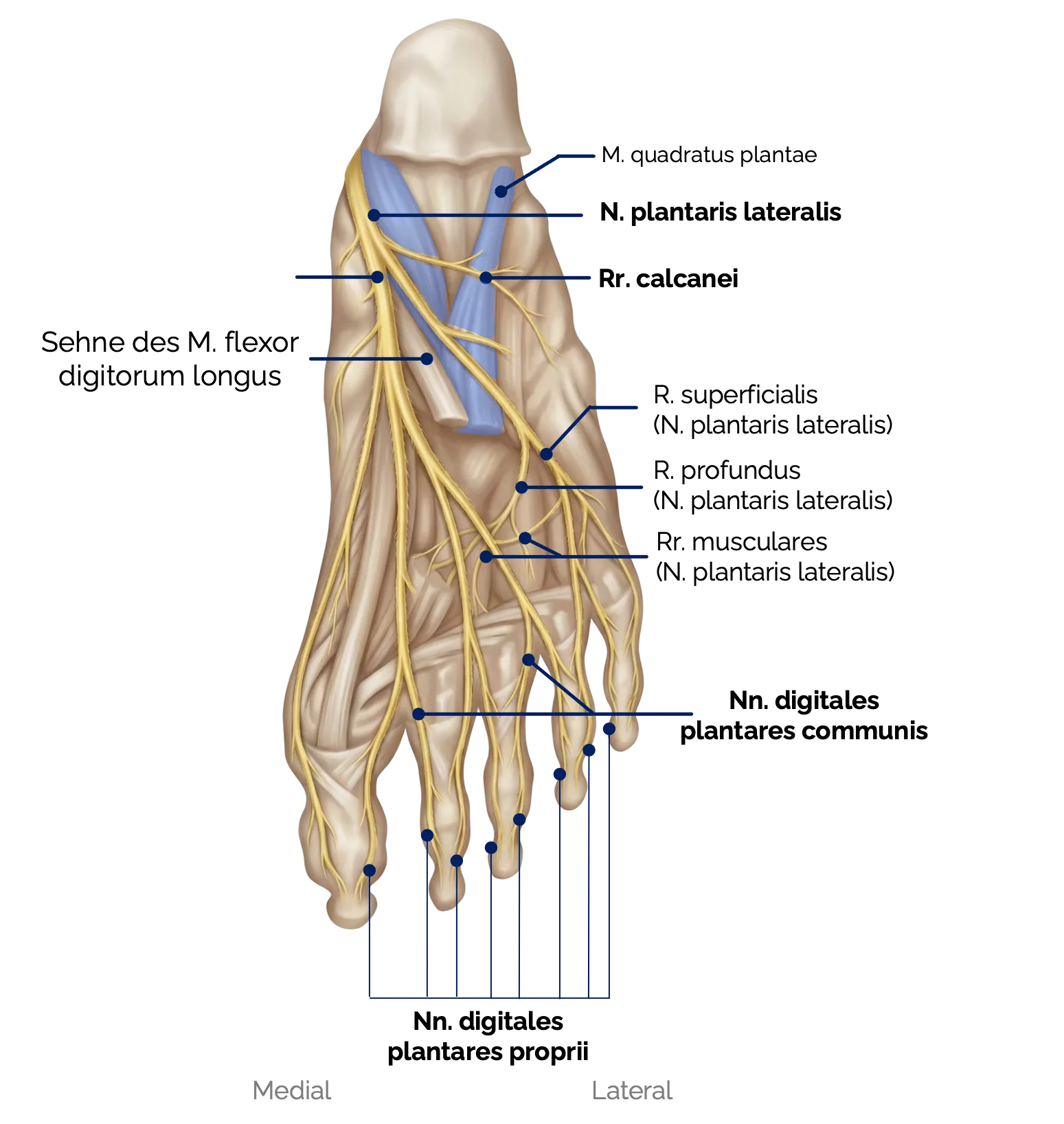 Äste des N. tibialis an der Fußsohle