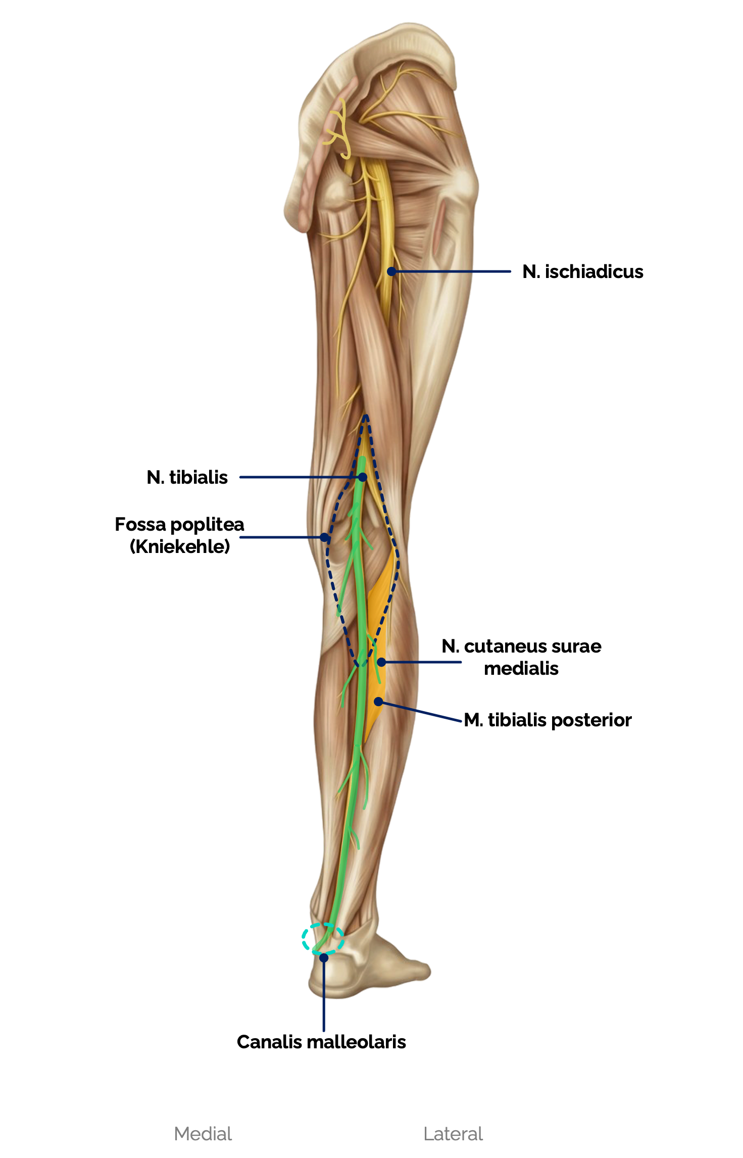 N. tibialis