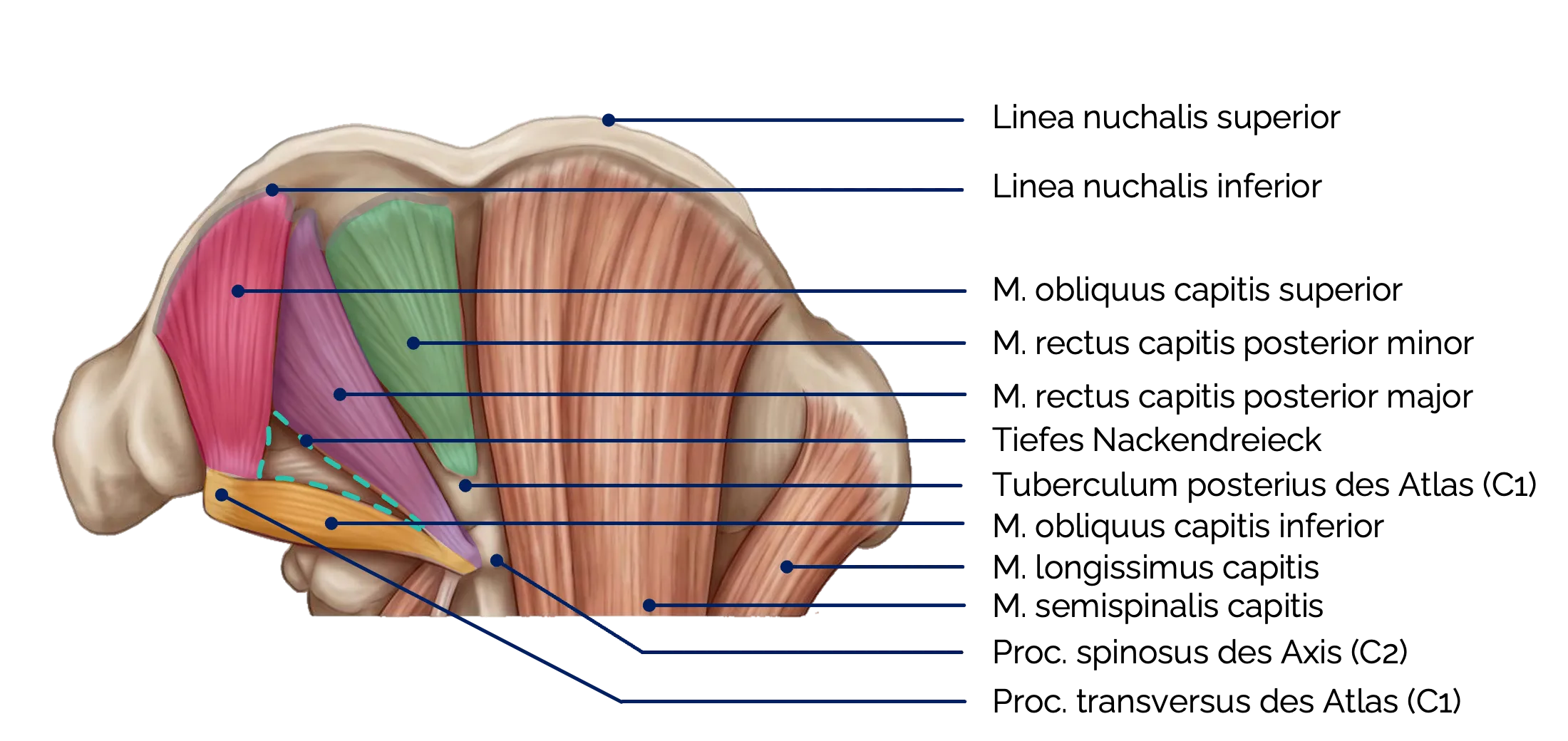 Kurze Nackenmuskeln (Ansicht von dorsal):