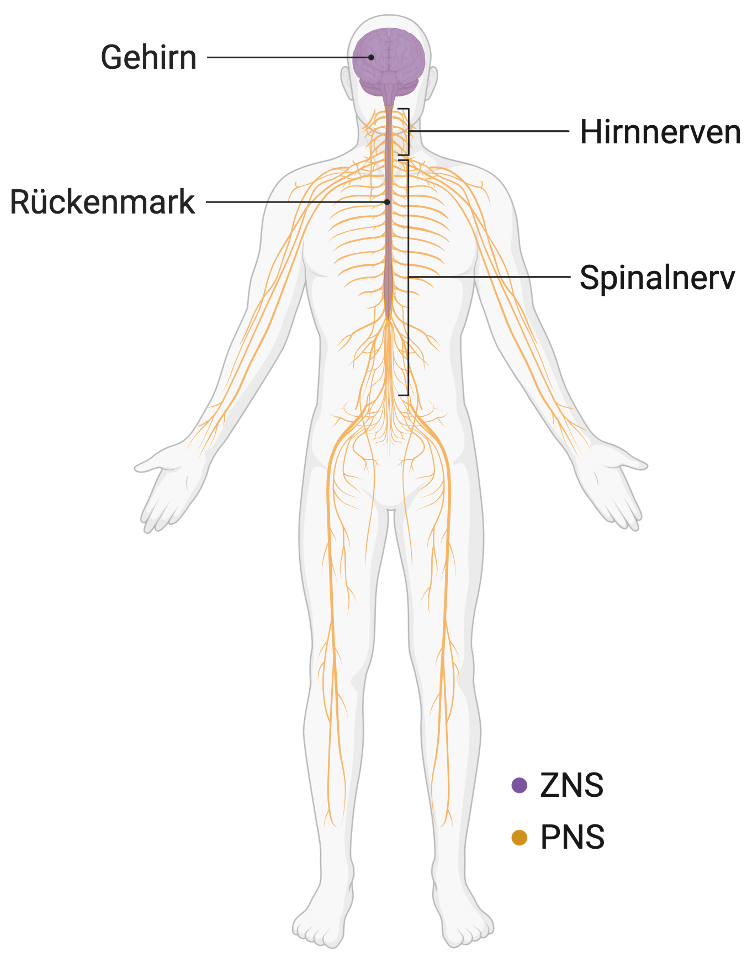Zentrales und peripheres Nervensystem (ZNS und PNS)
