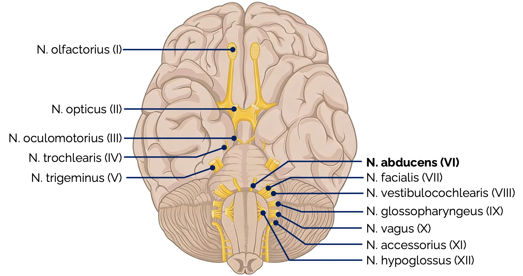 Nervus abducens (VI)