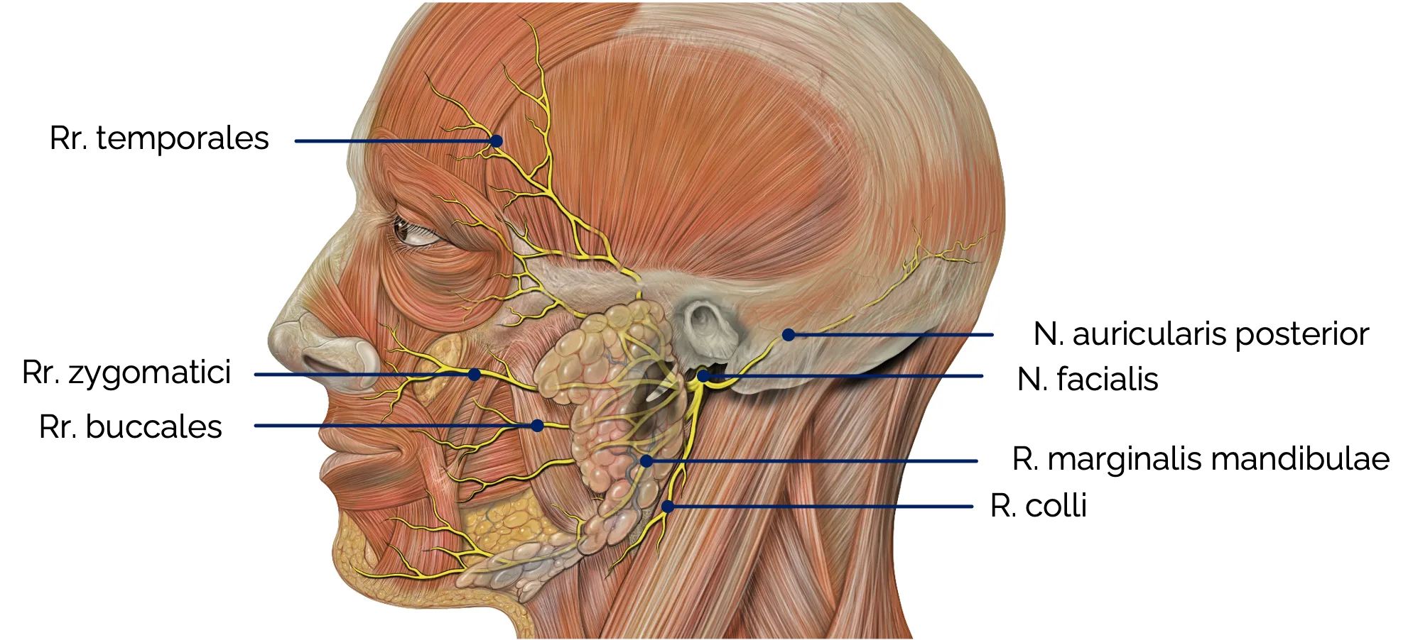 Äste des N. facialis für die mimische Muskulatur
